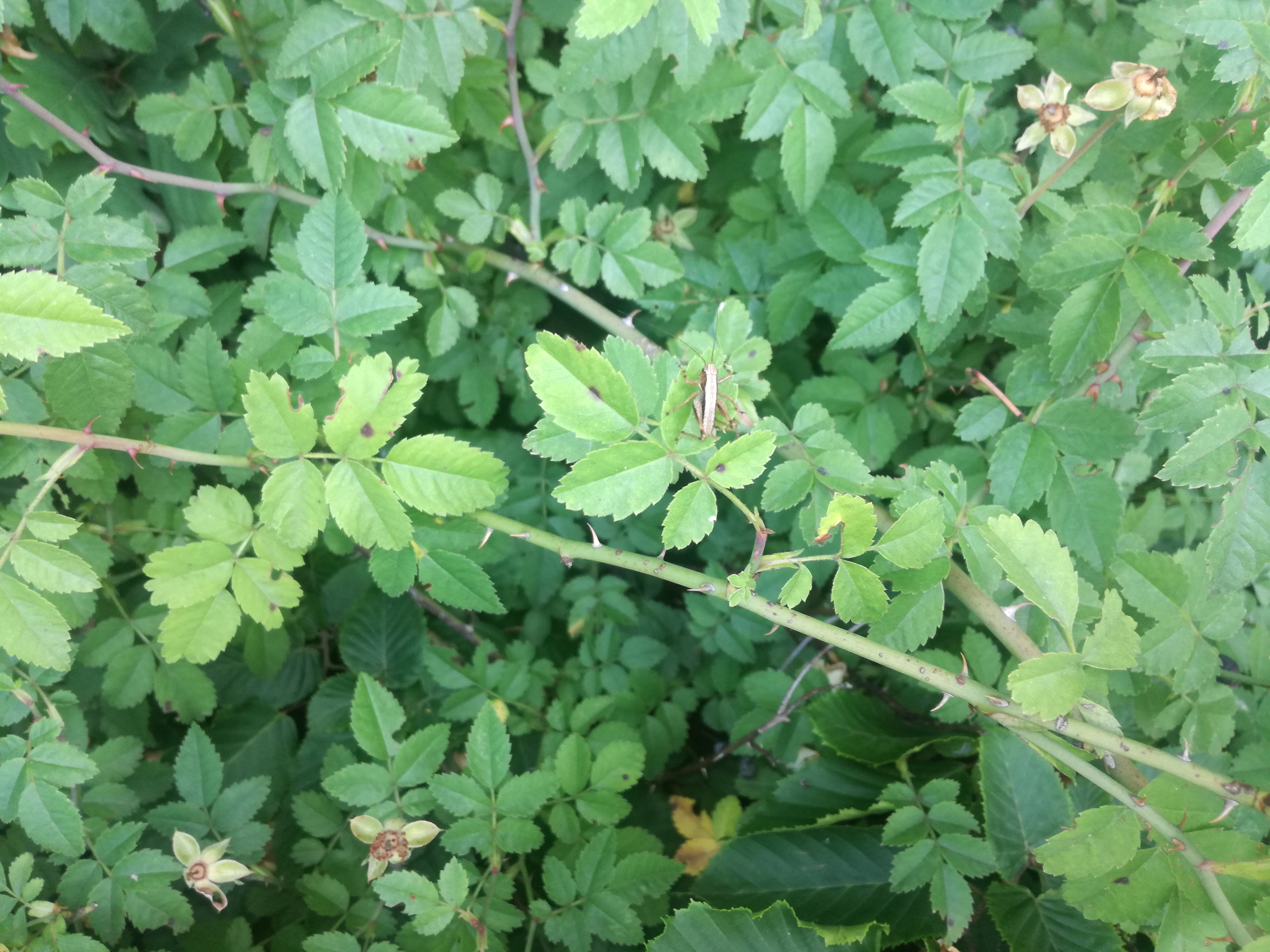 07062018111936 3709 art 1271 img 20180606 095304