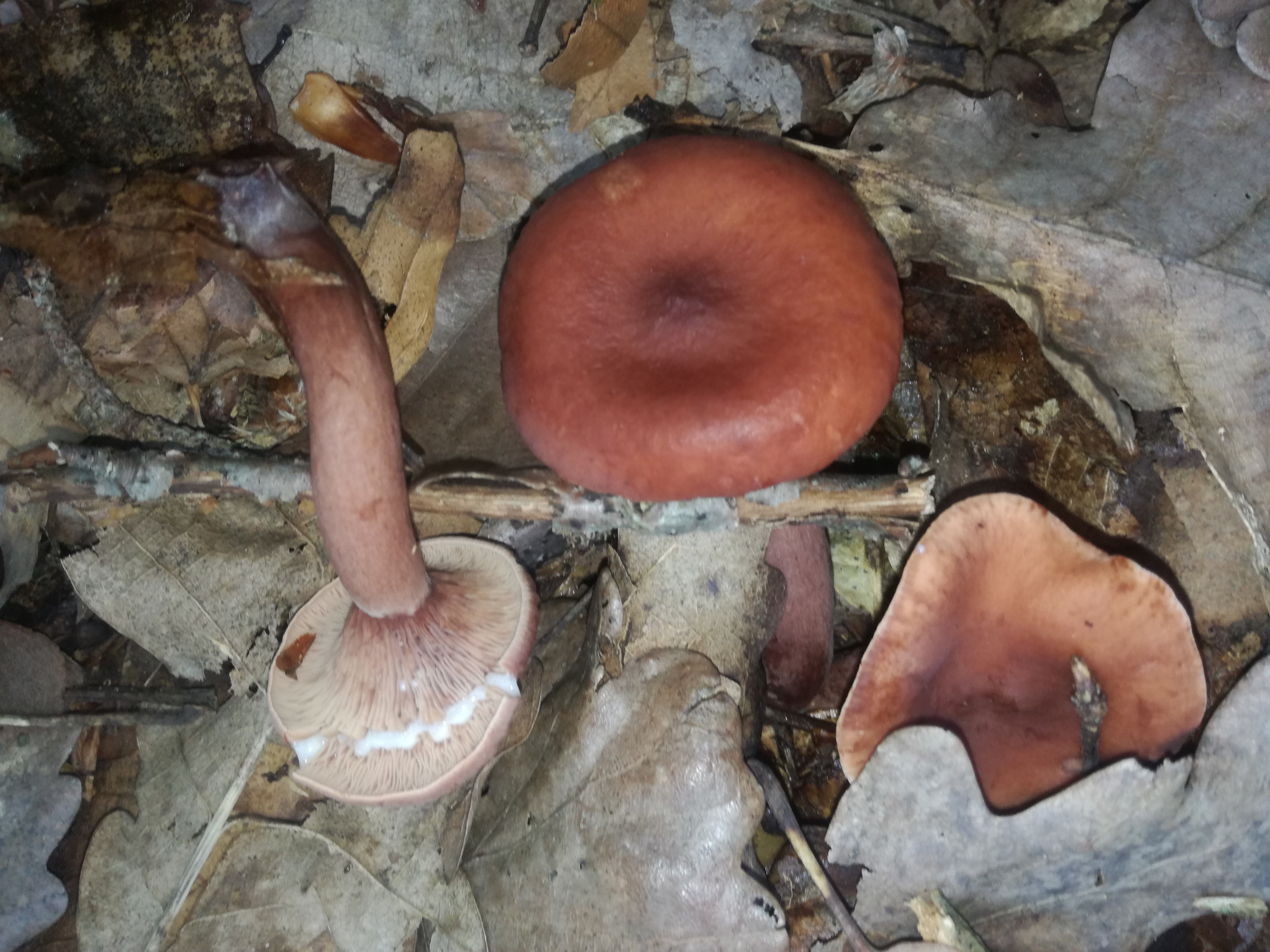 07062018112928 3710 art 2232 img 20180606 100355