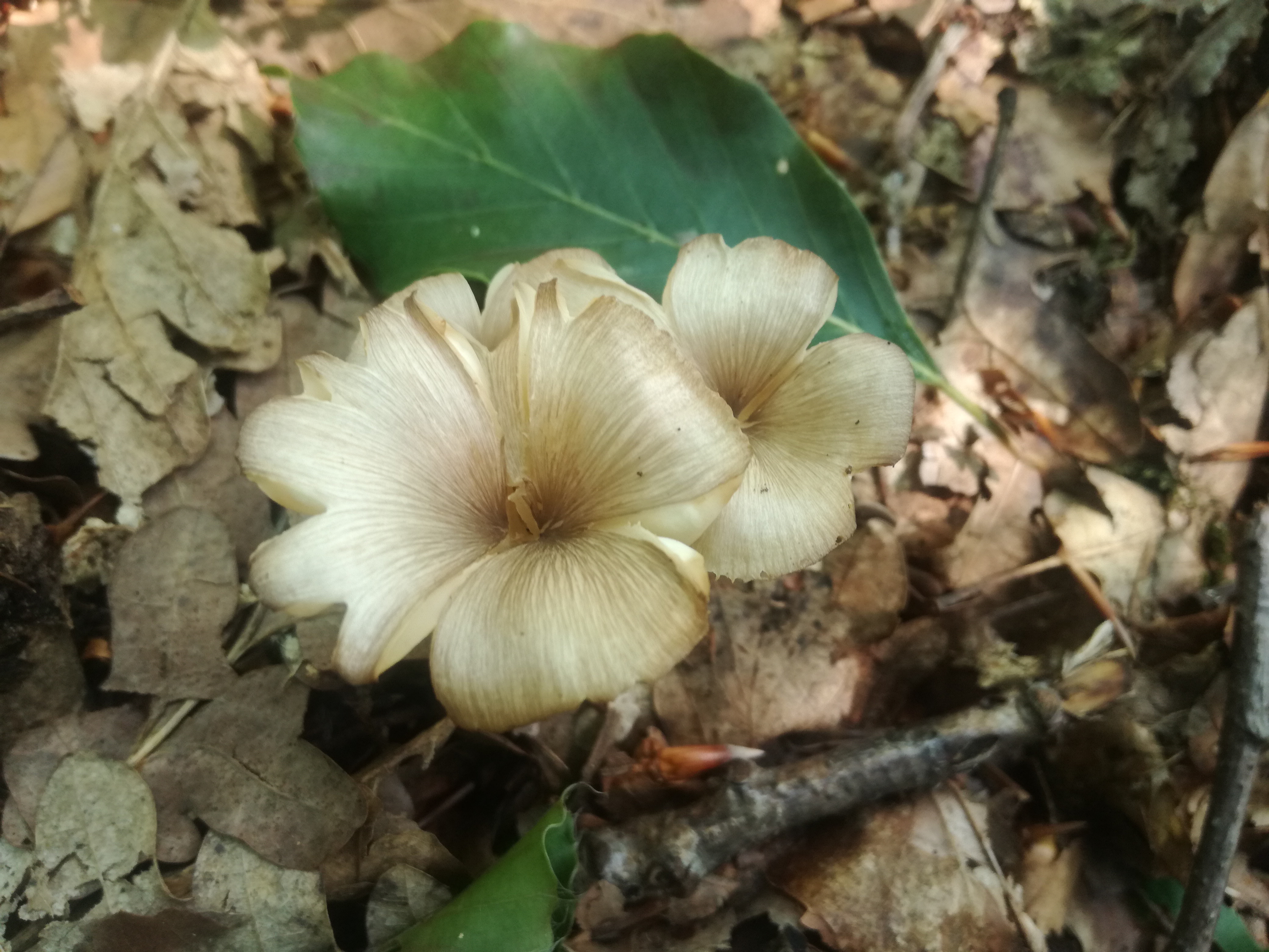 07062018120955 3711 art 2233 img 20180606 101710