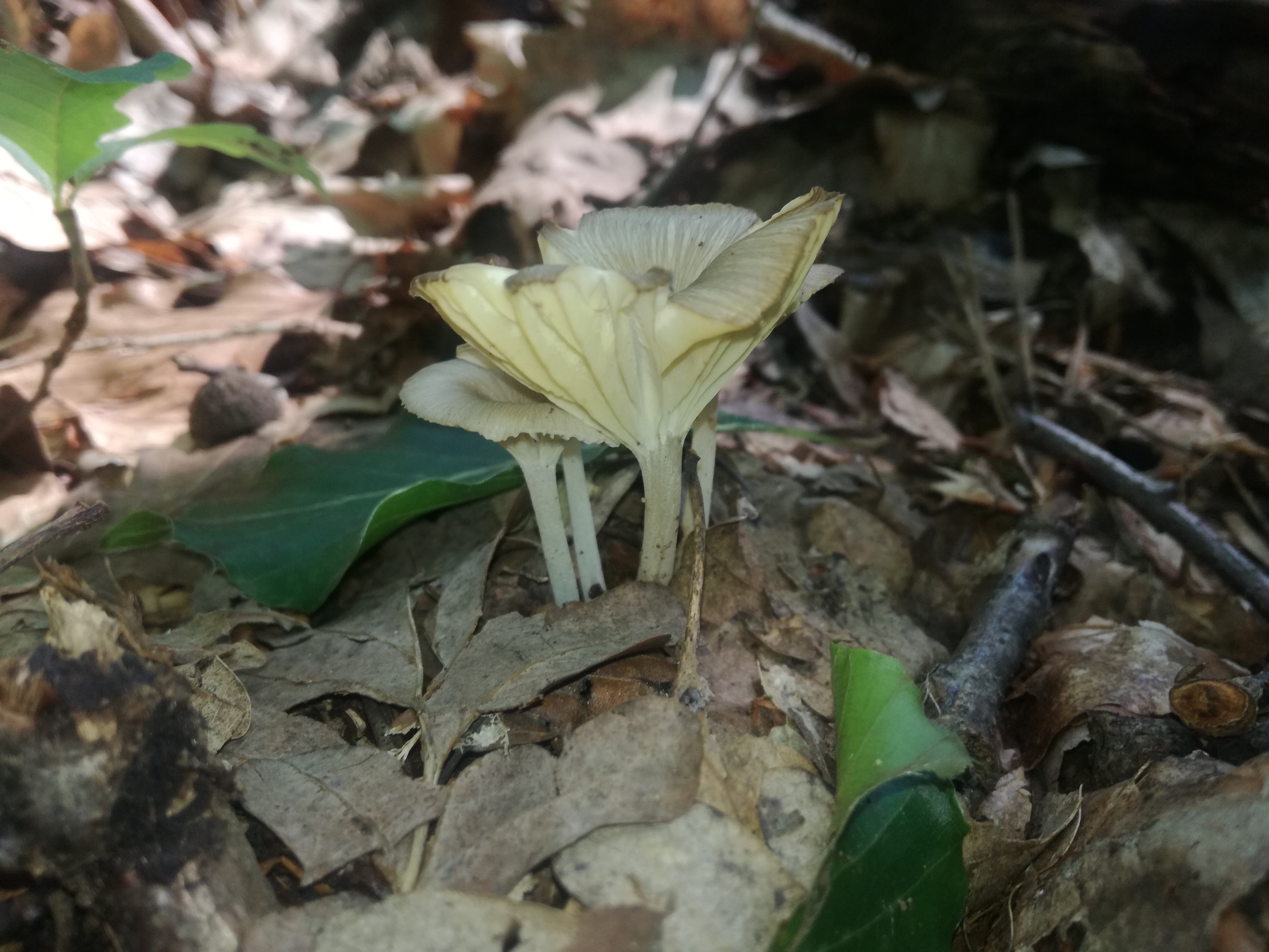 07062018121049 3712 art 2233 img 20180606 101728