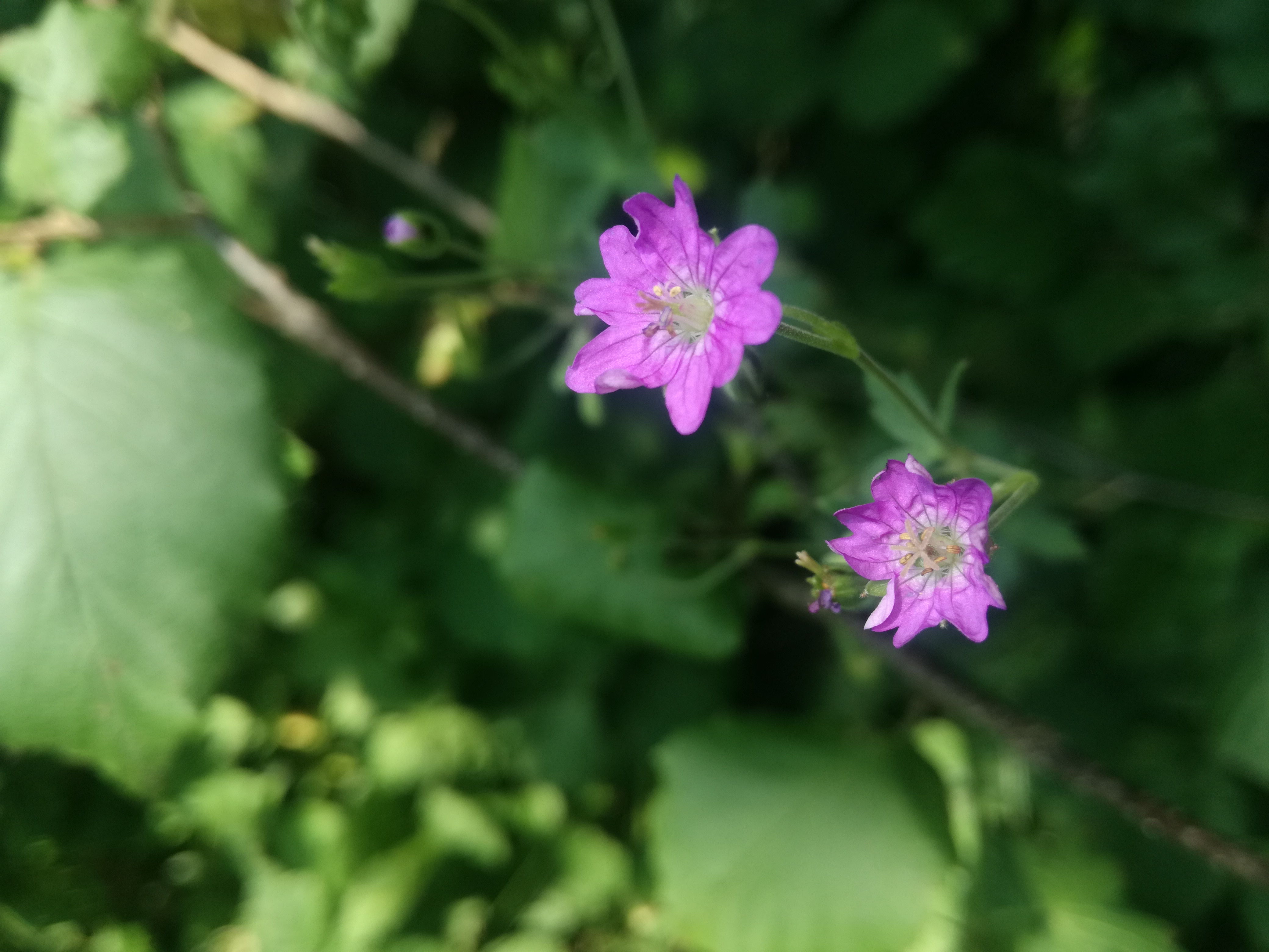 07062018123236 3713 art 2234 img 20180606 103332