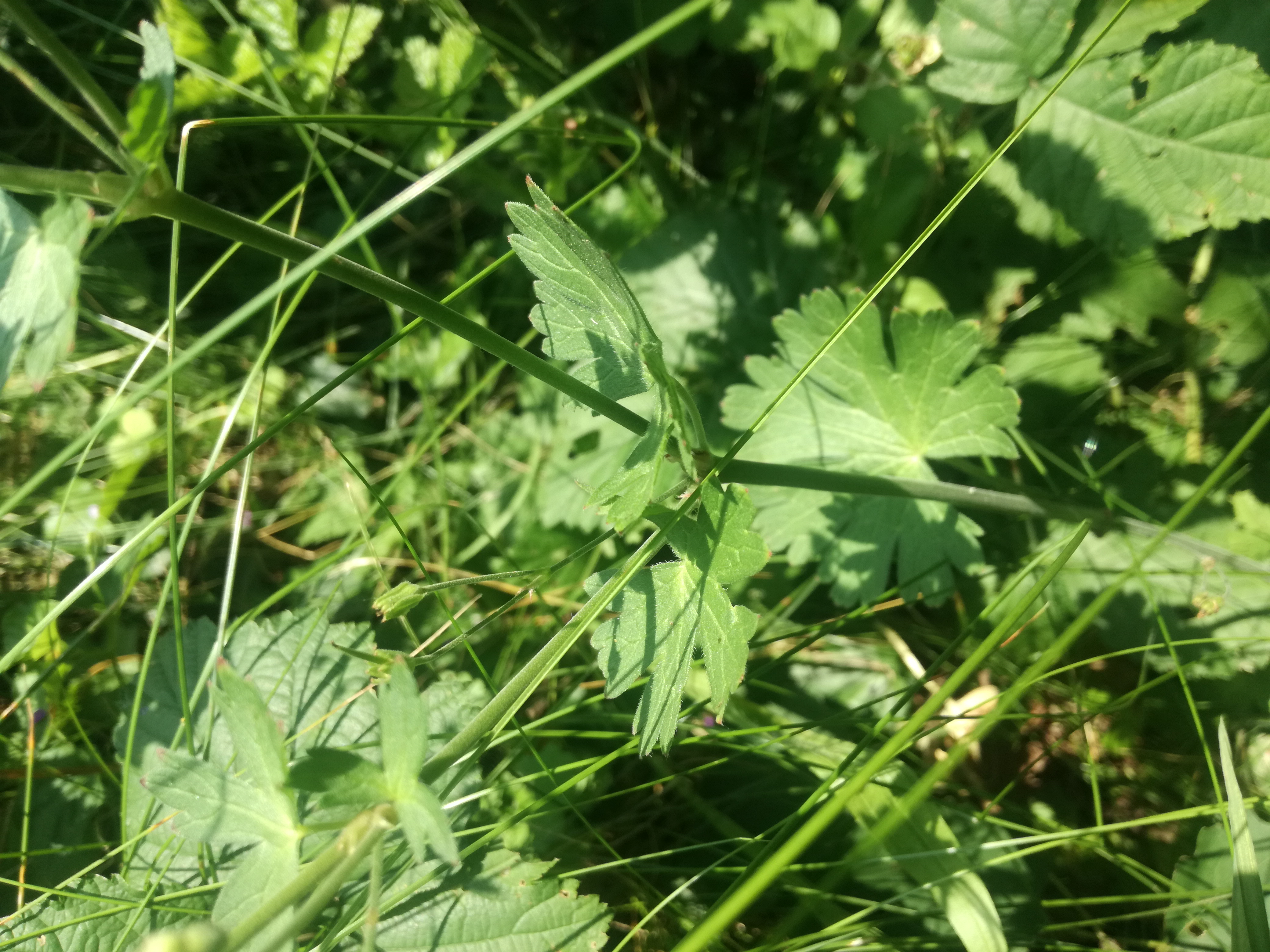 07062018123338 3714 art 2234 img 20180606 103327