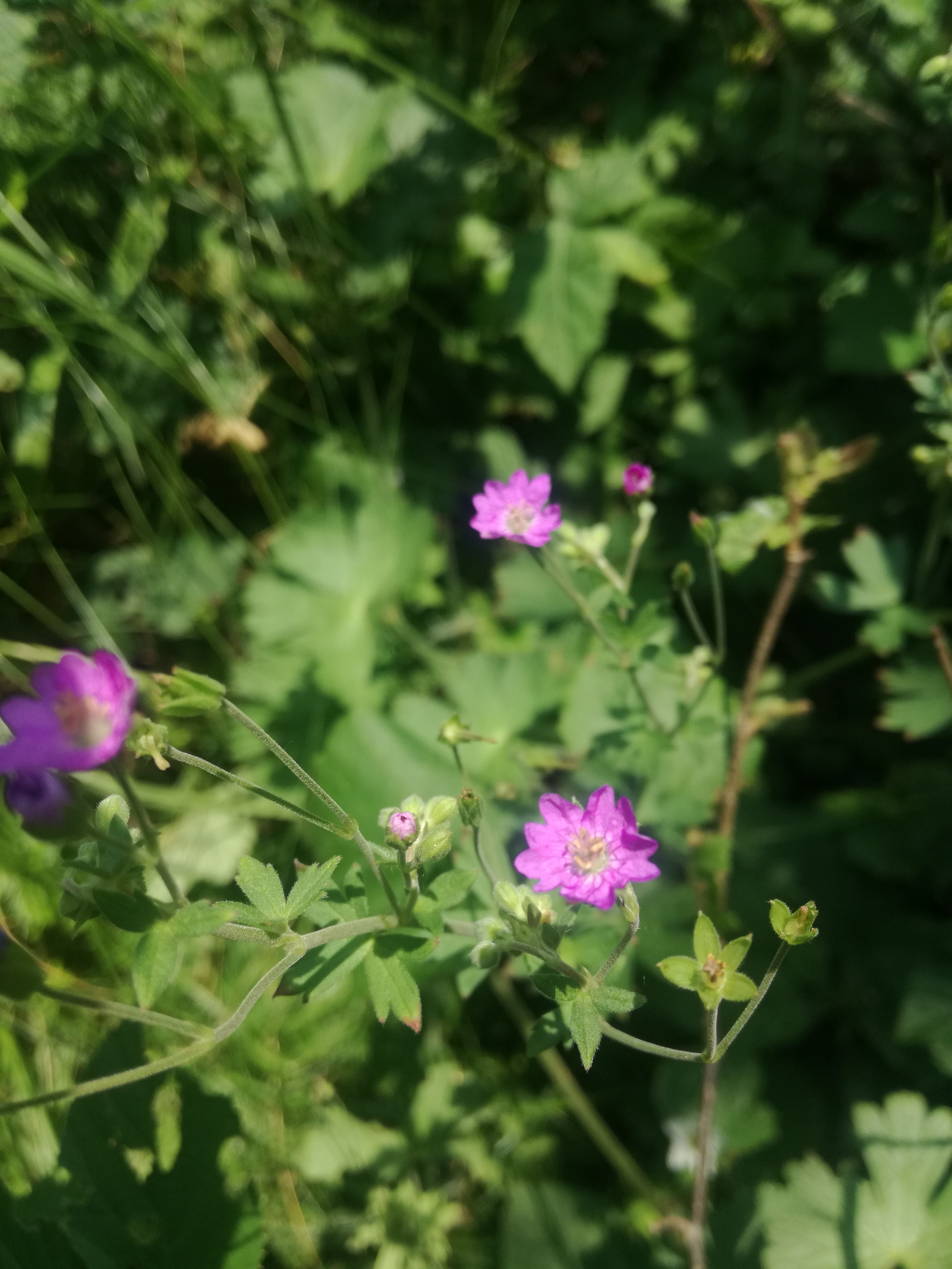 07062018123438 3715 art 2234 img 20180606 103259