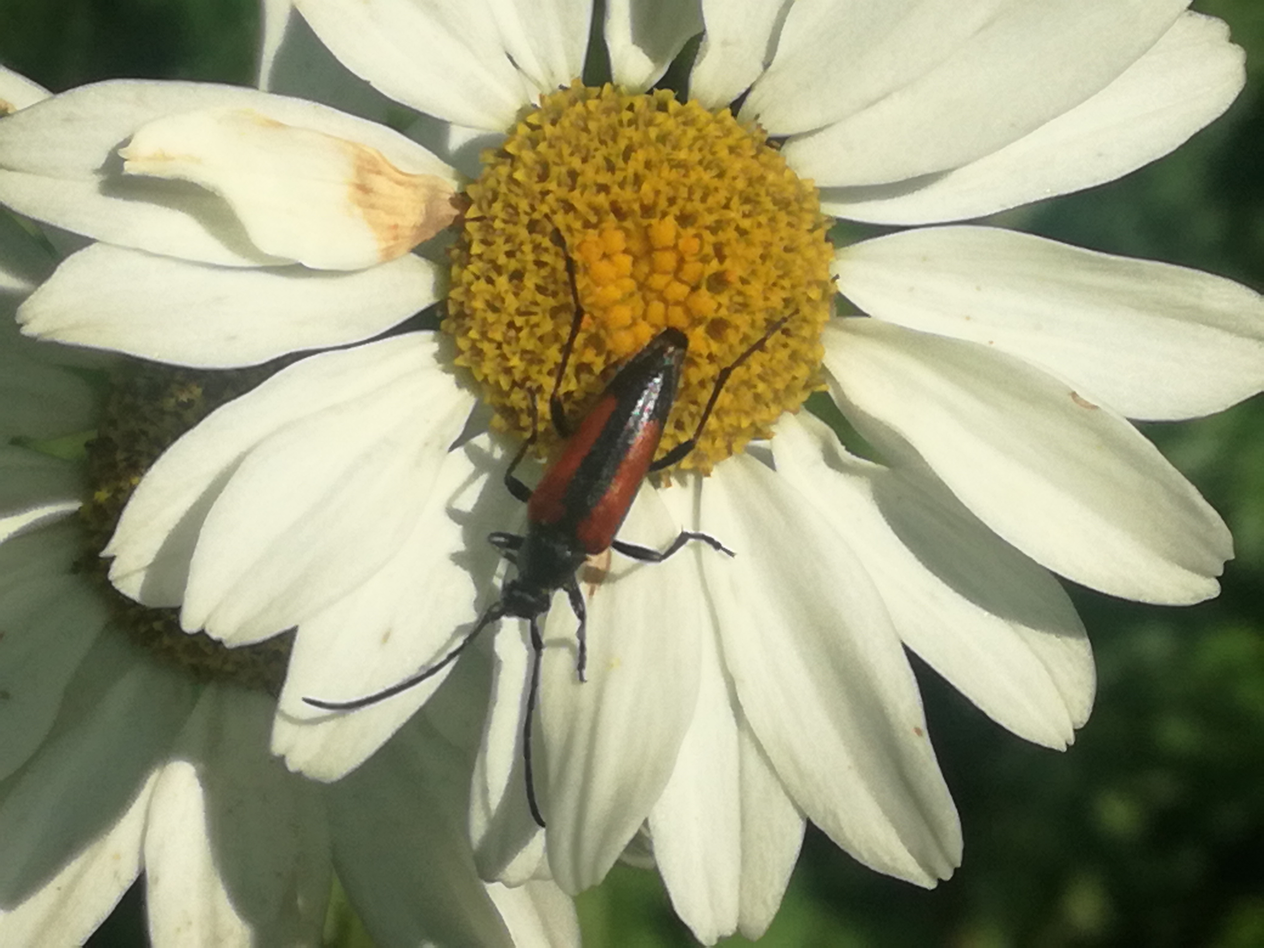 07062018125850 3716 art 2235 img 20180606 105954