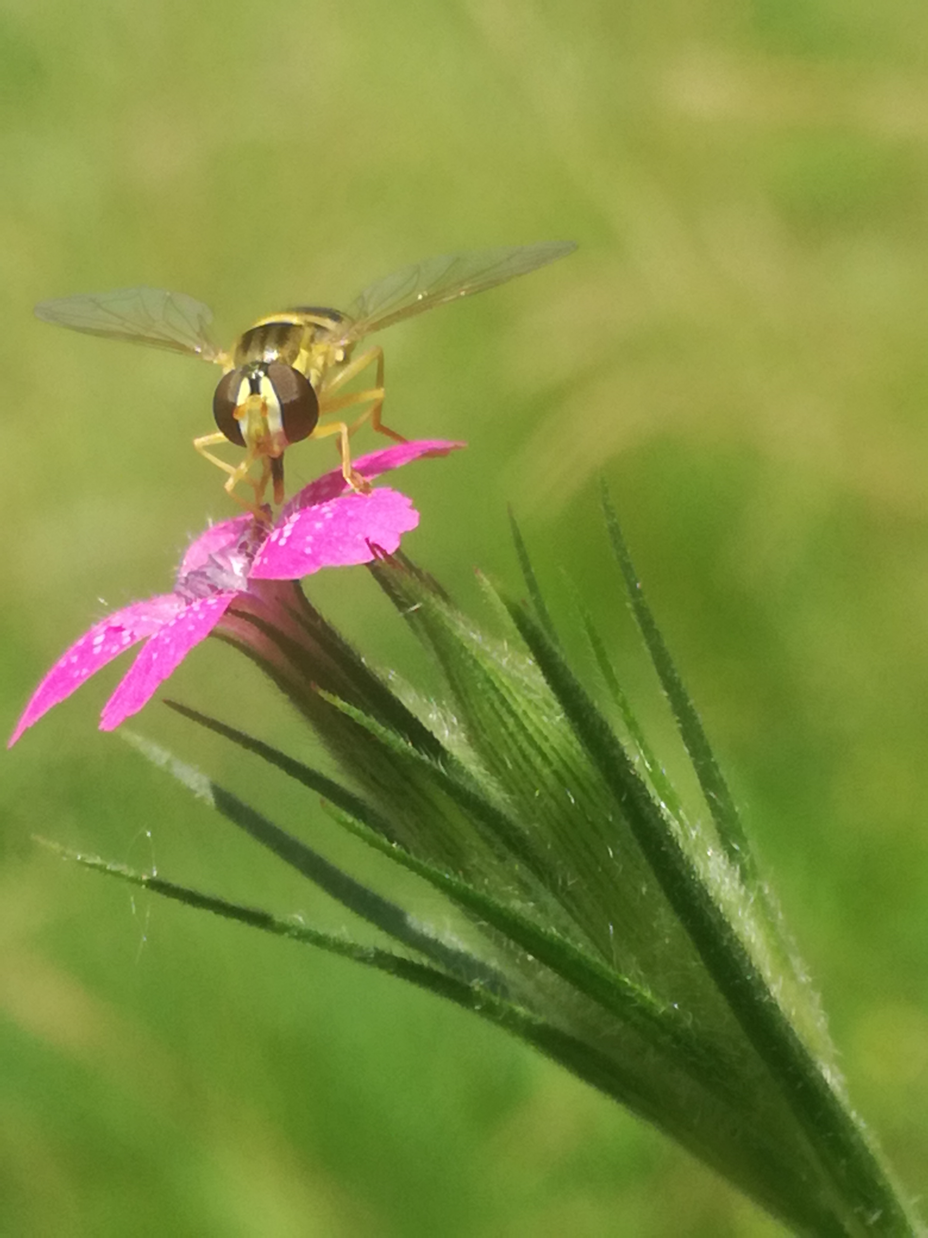 07062018132029 3718 art 1542 img 20180606 120516