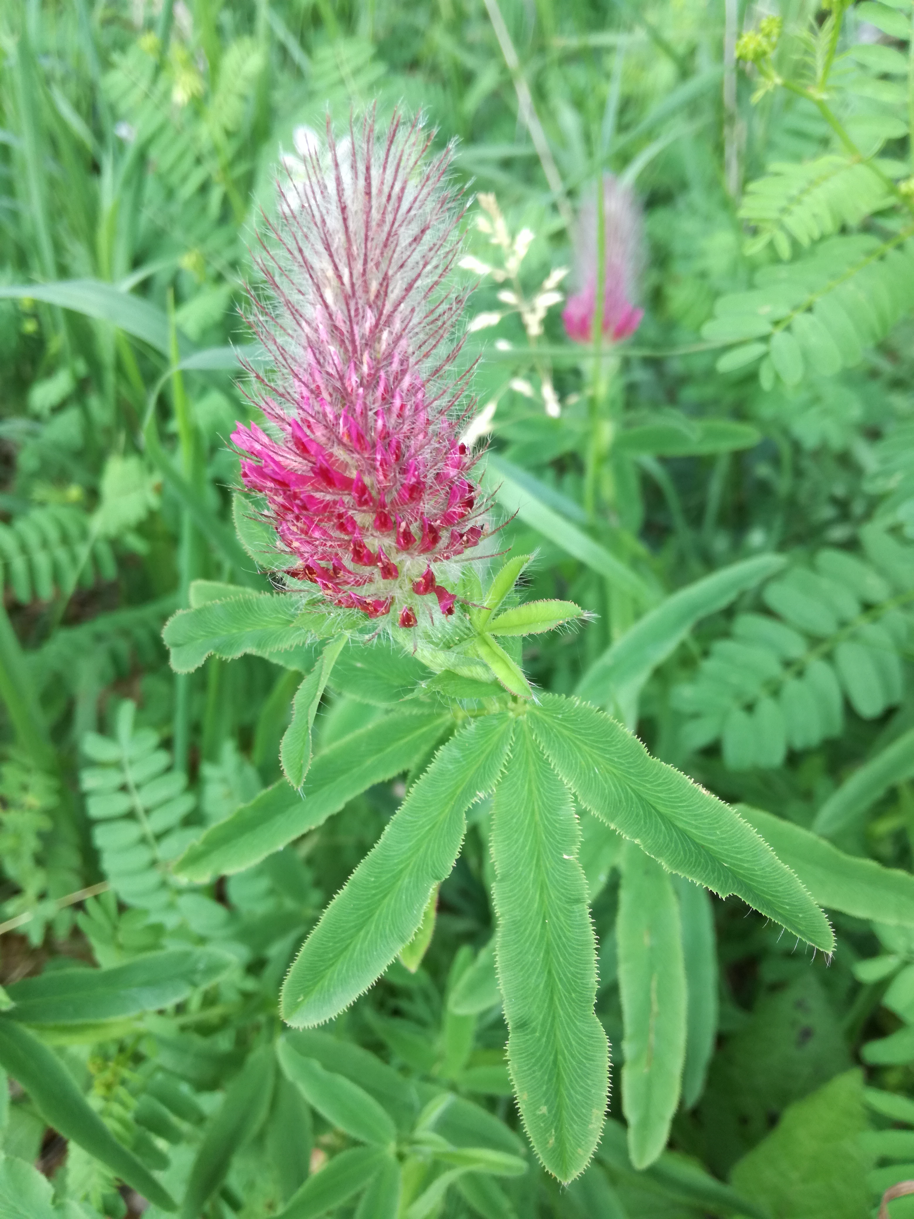 07062018200437 3720 art 2236 img 20180607 152053