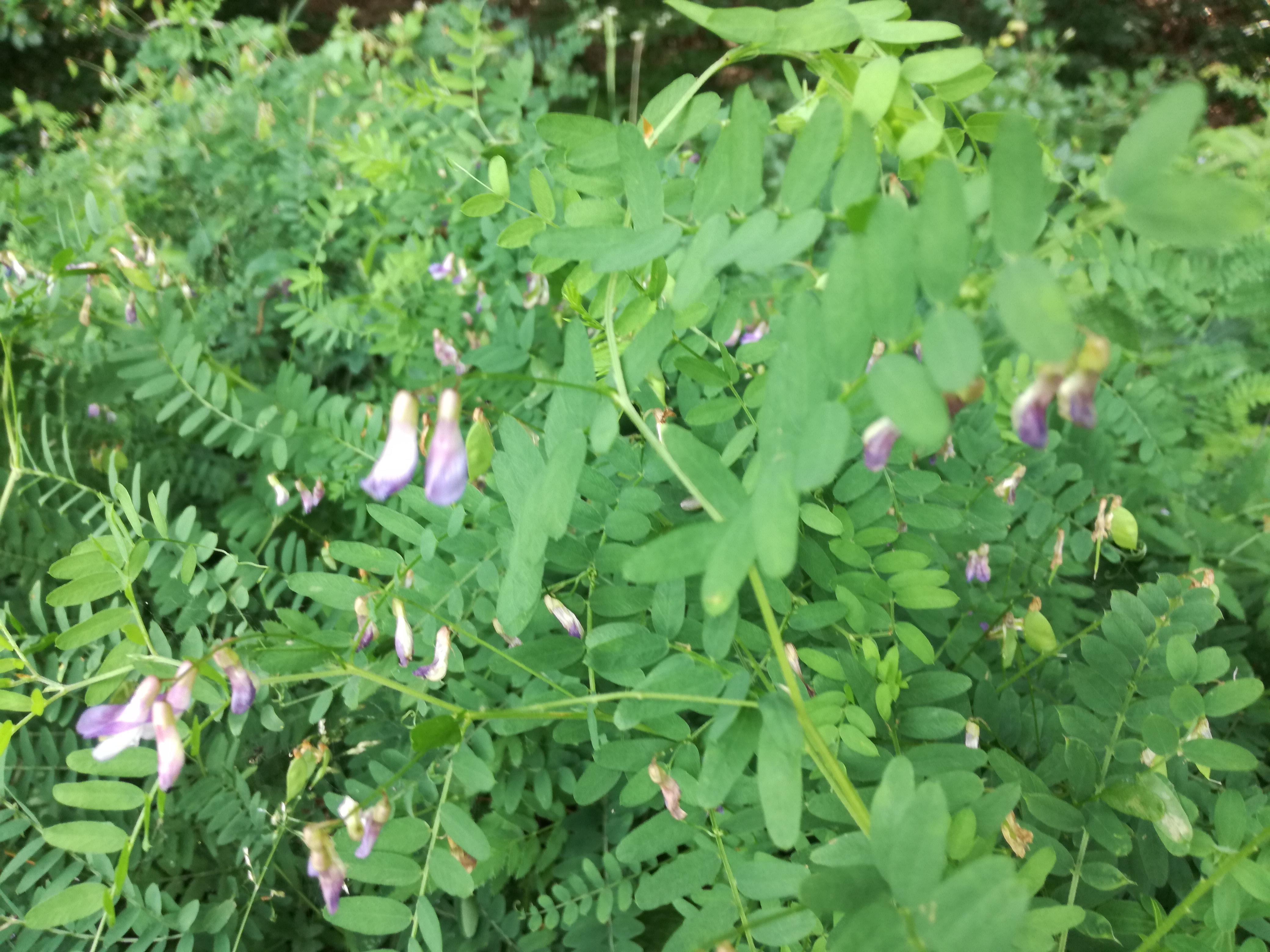 07062018202716 3724 art 2238 img 20180607 152229