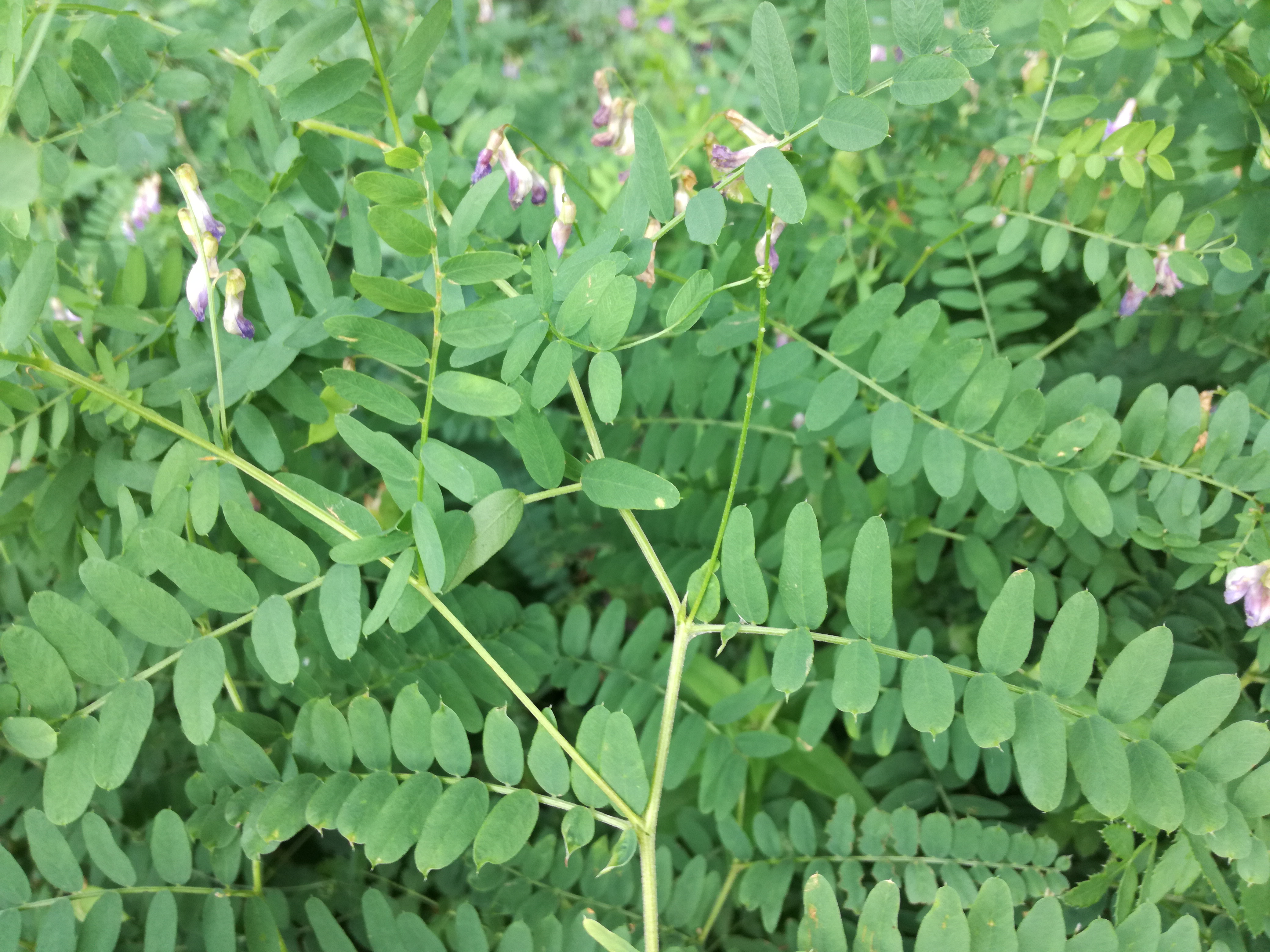 07062018202808 3725 art 2238 img 20180607 152238