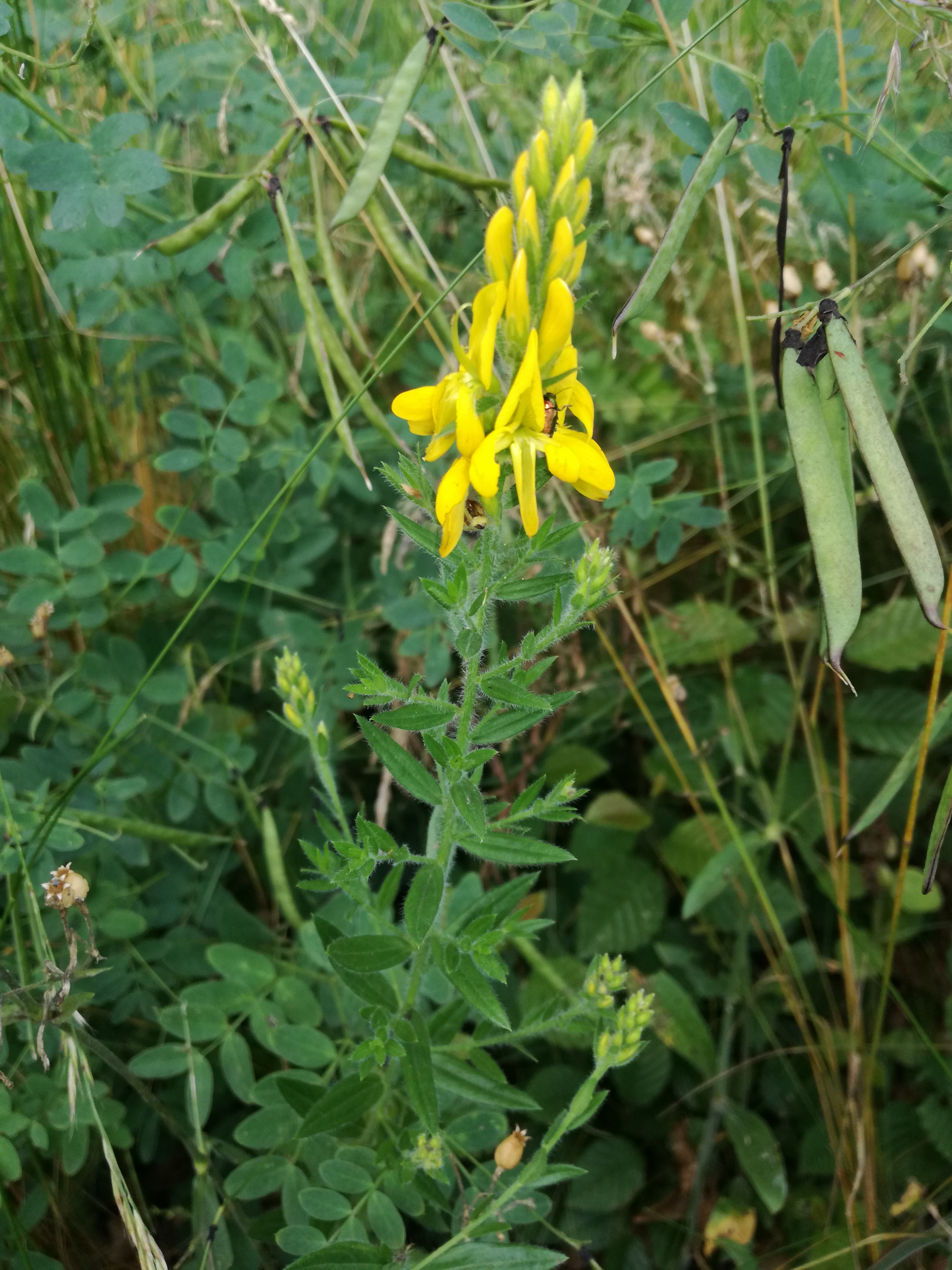 07062018204323 3726 art 1544 img 20180607 154201