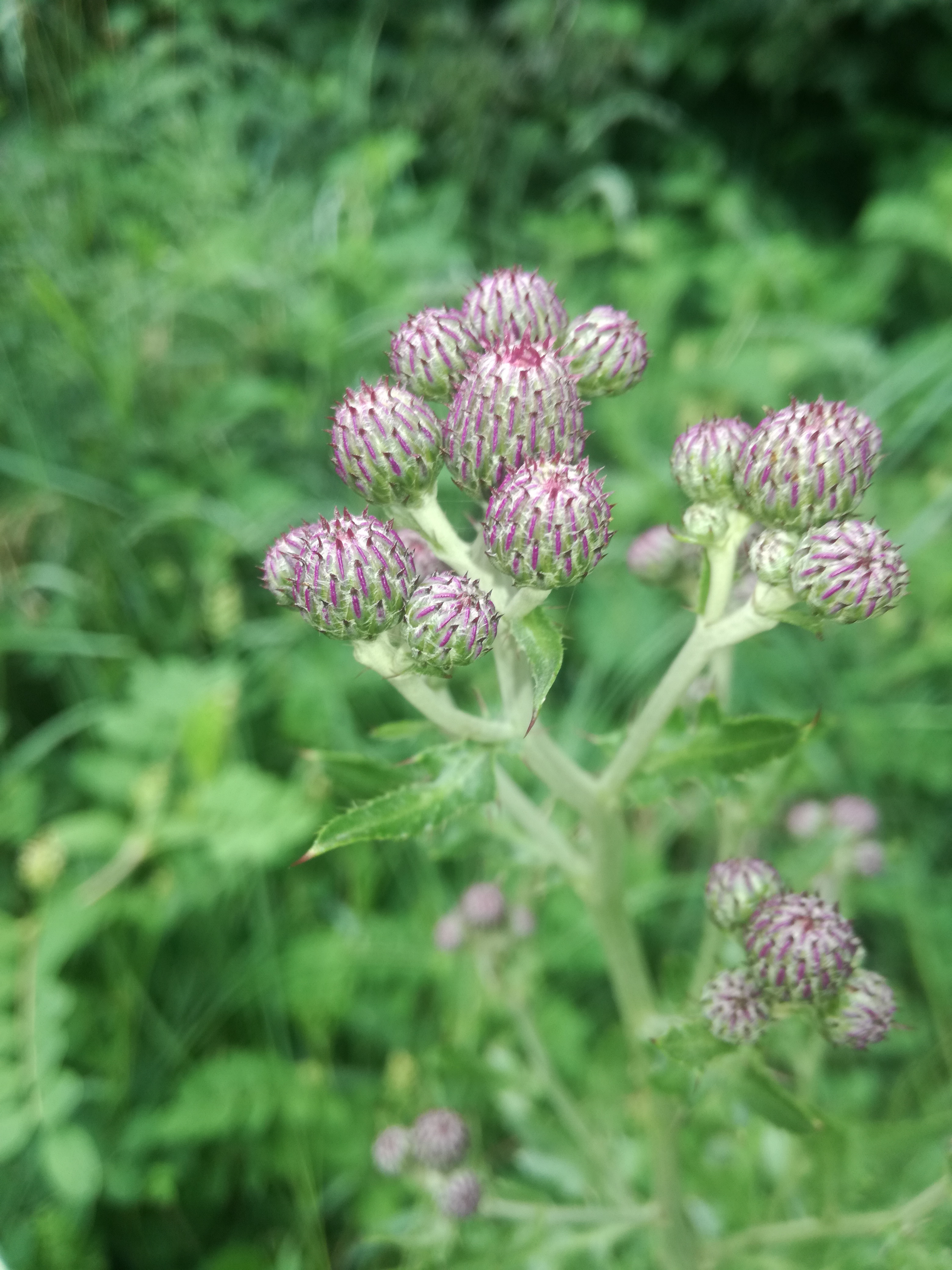 07062018205721 3727 art 566 img 20180607 155048