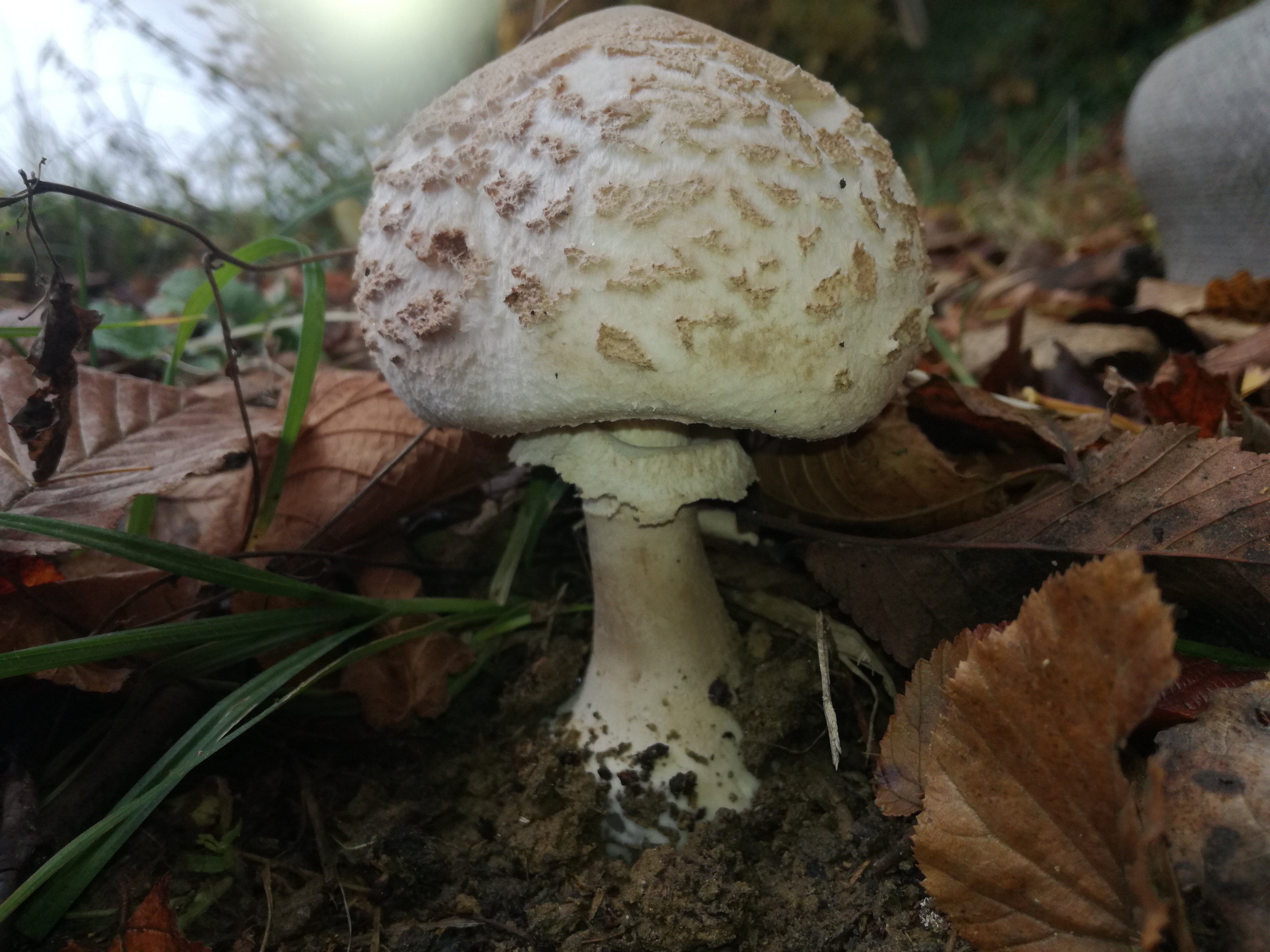 07112017154517 3294 art 1963 img 20171107 124311