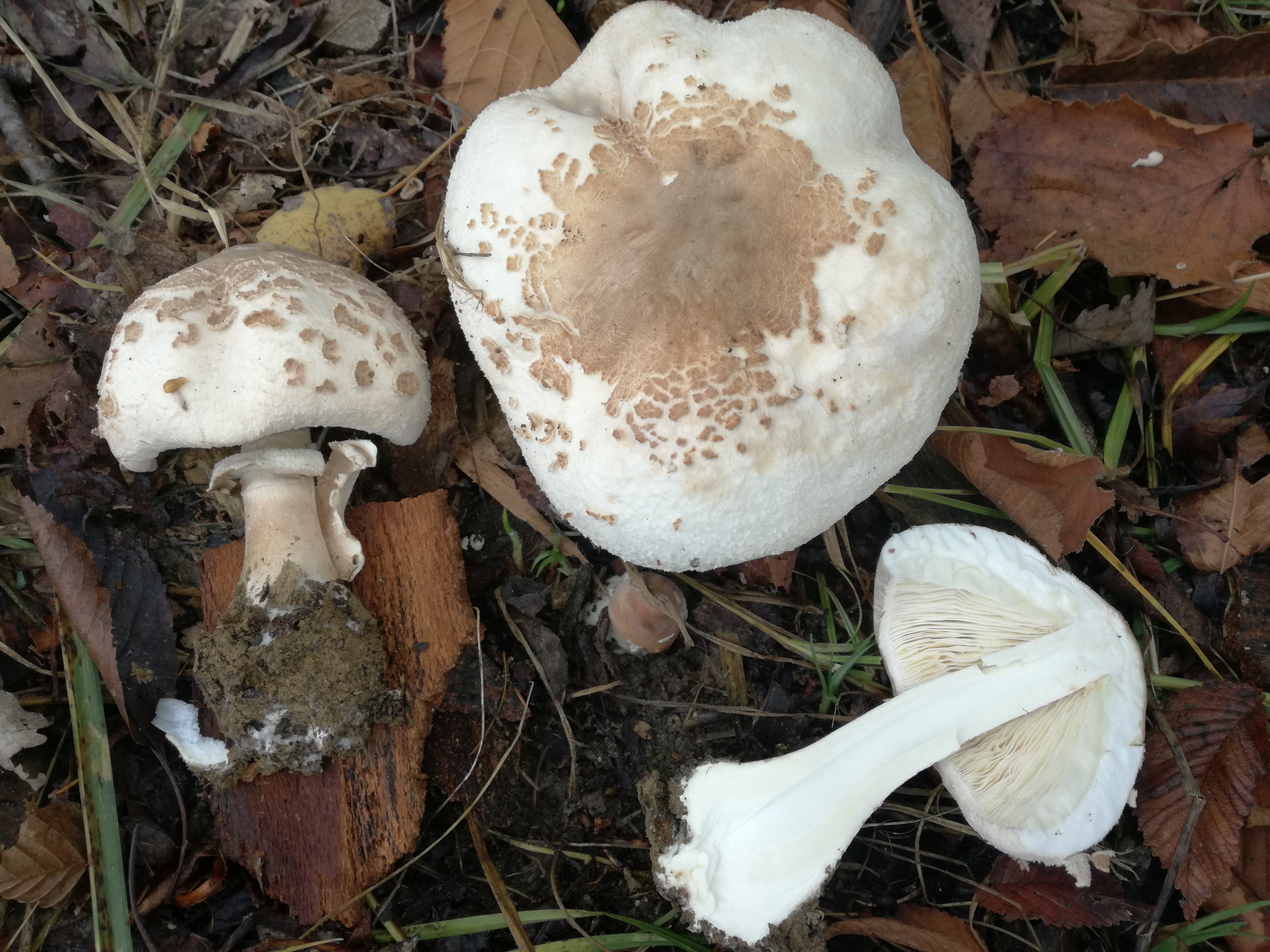 07112017154739 3295 art 1963 img 20171107 124521