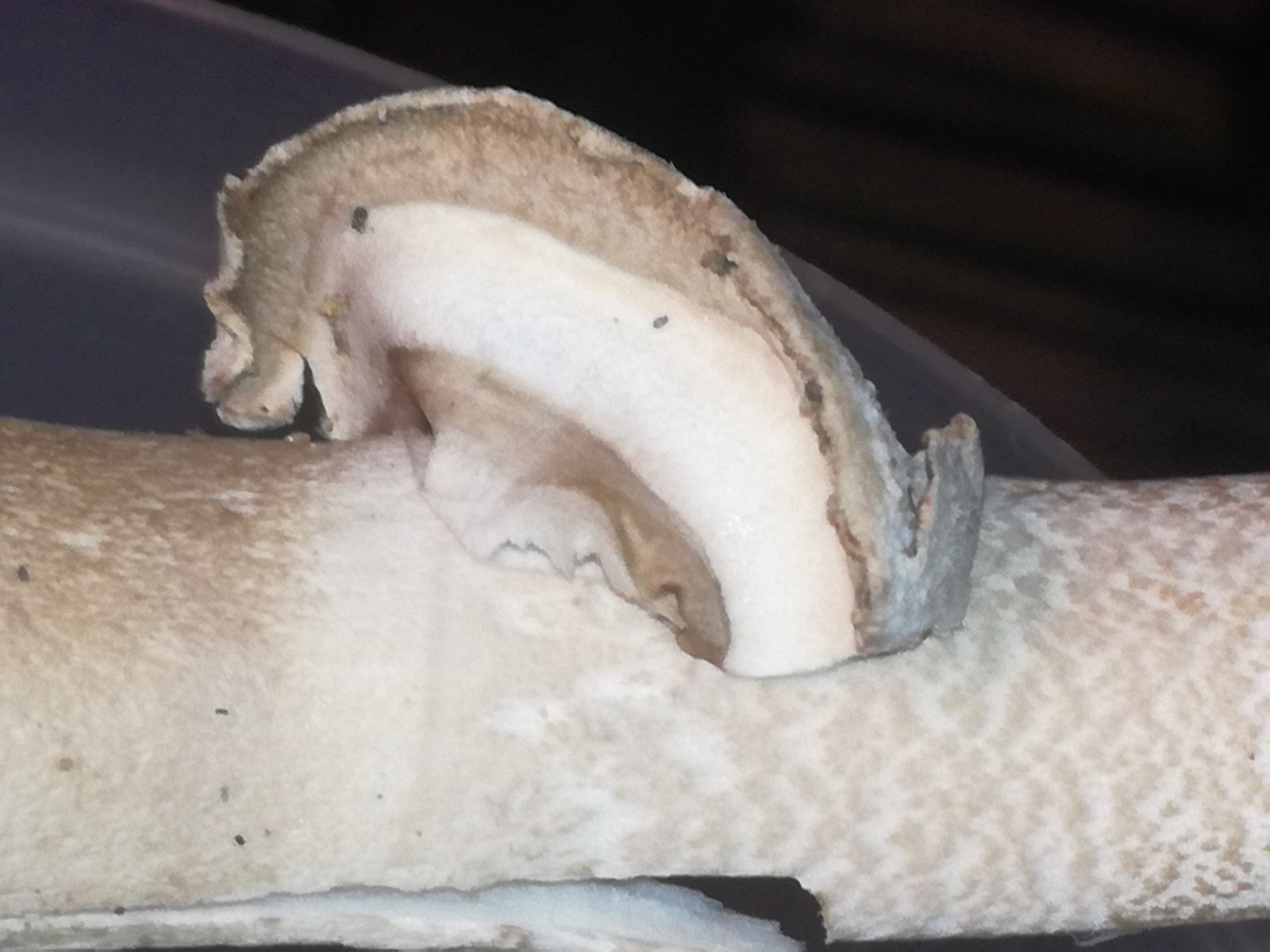 07112017154852 3296 art 1963 img 20171107 153604