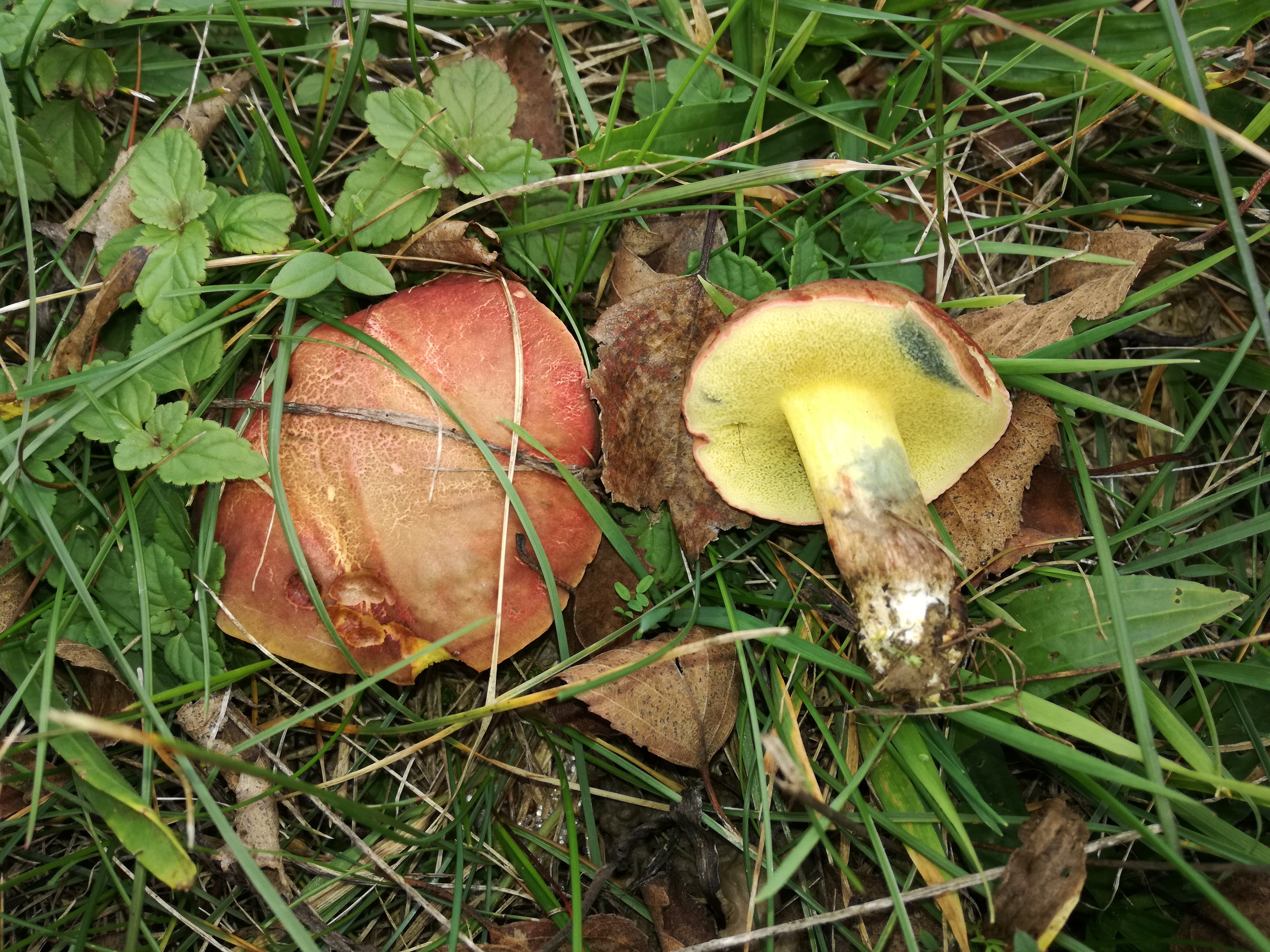 07112017155134 3297 art 734 img 20161030 123238