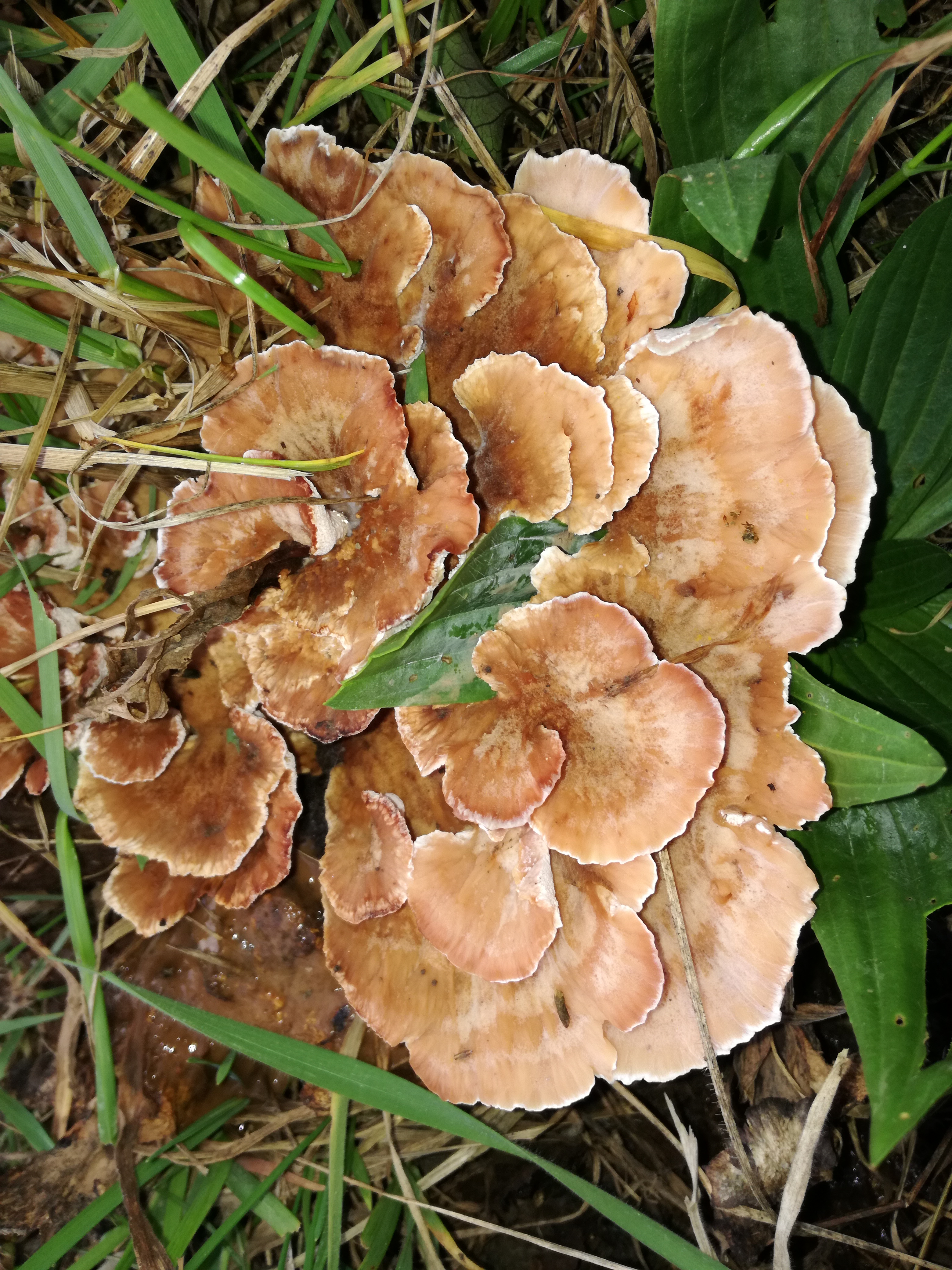 07112017175958 3300 art 1887 img 20161102 154058