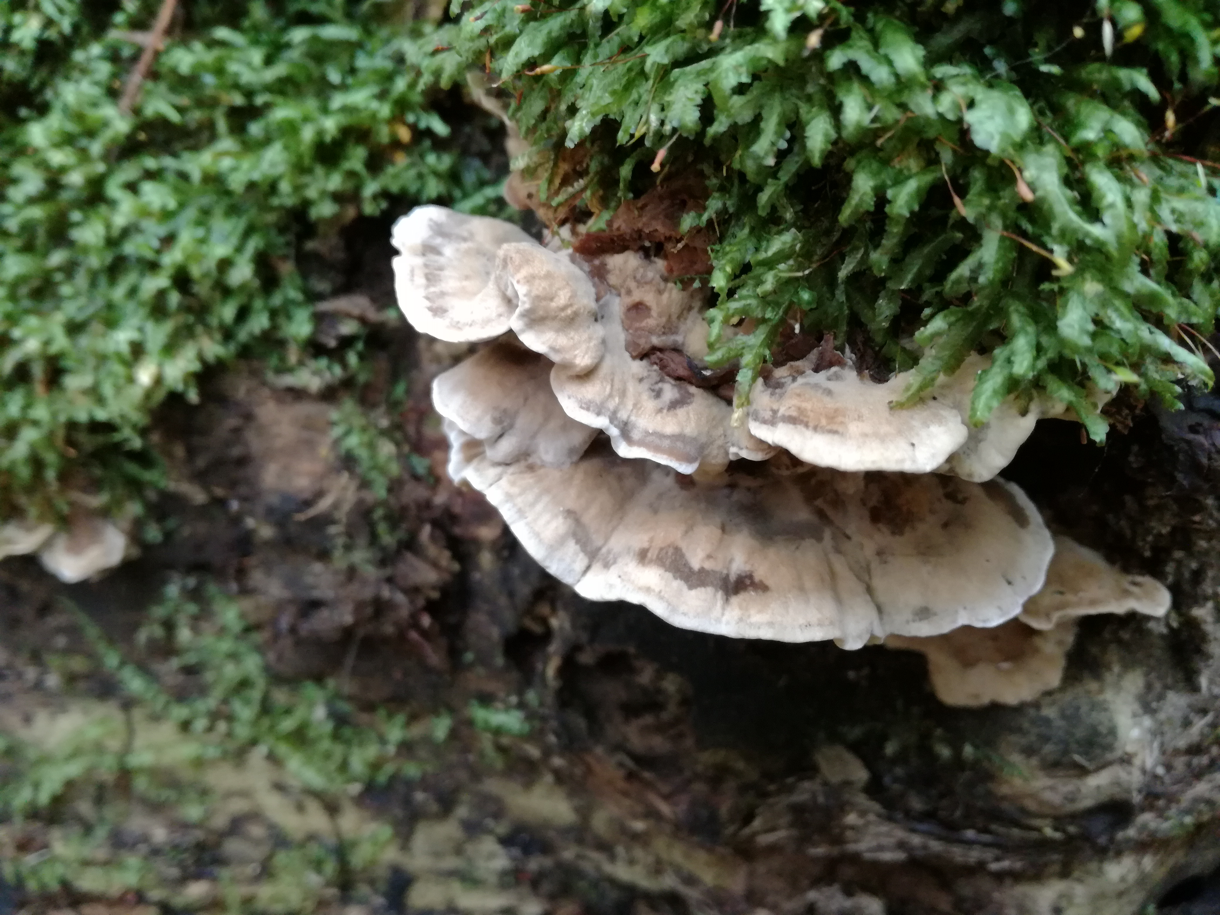 07112017182327 3301 art 1964 img 20161103 134857