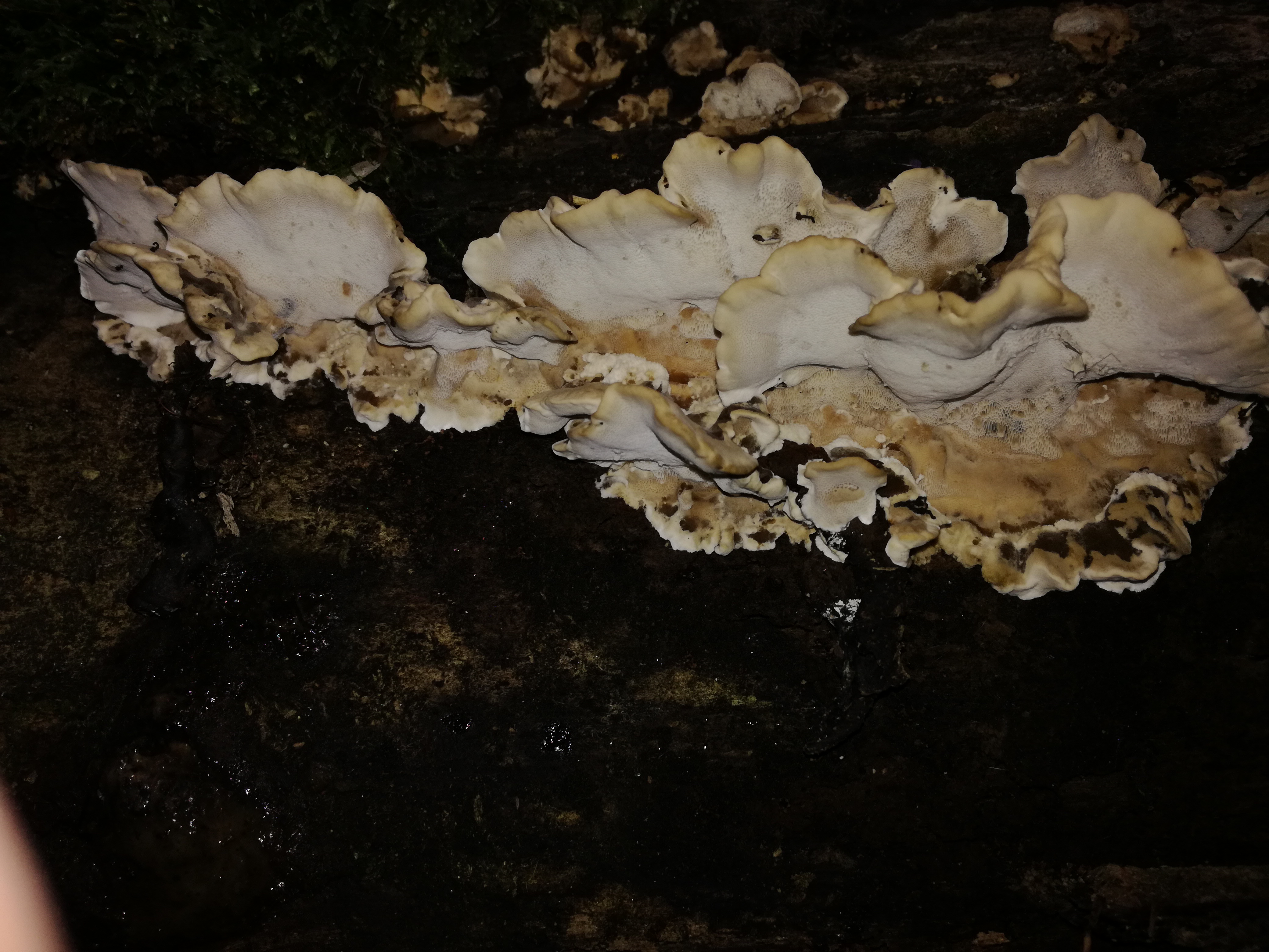 07112017182448 3302 art 1964 img 20161103 134912