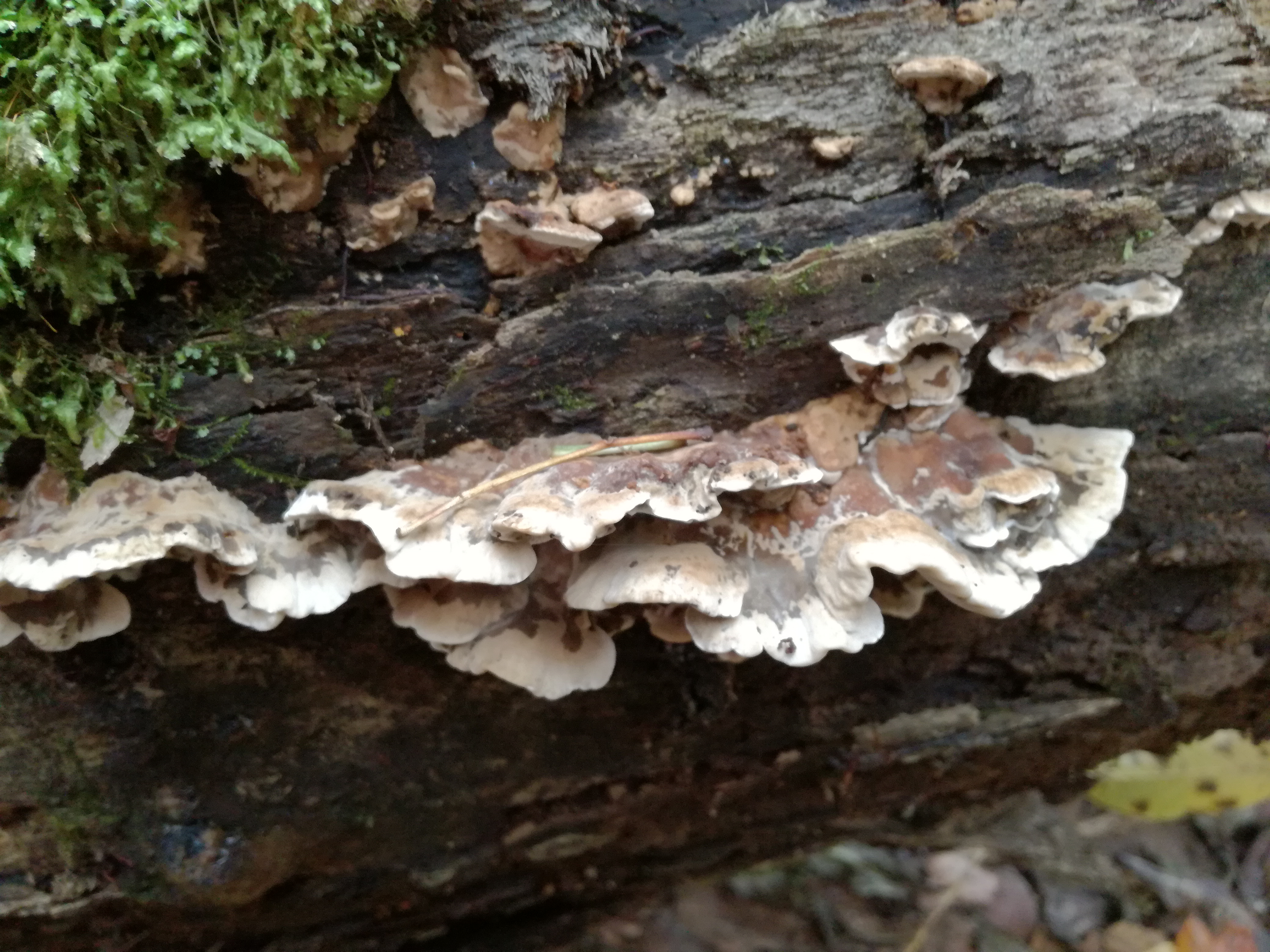 07112017182608 3303 art 1964 img 20161103 134850