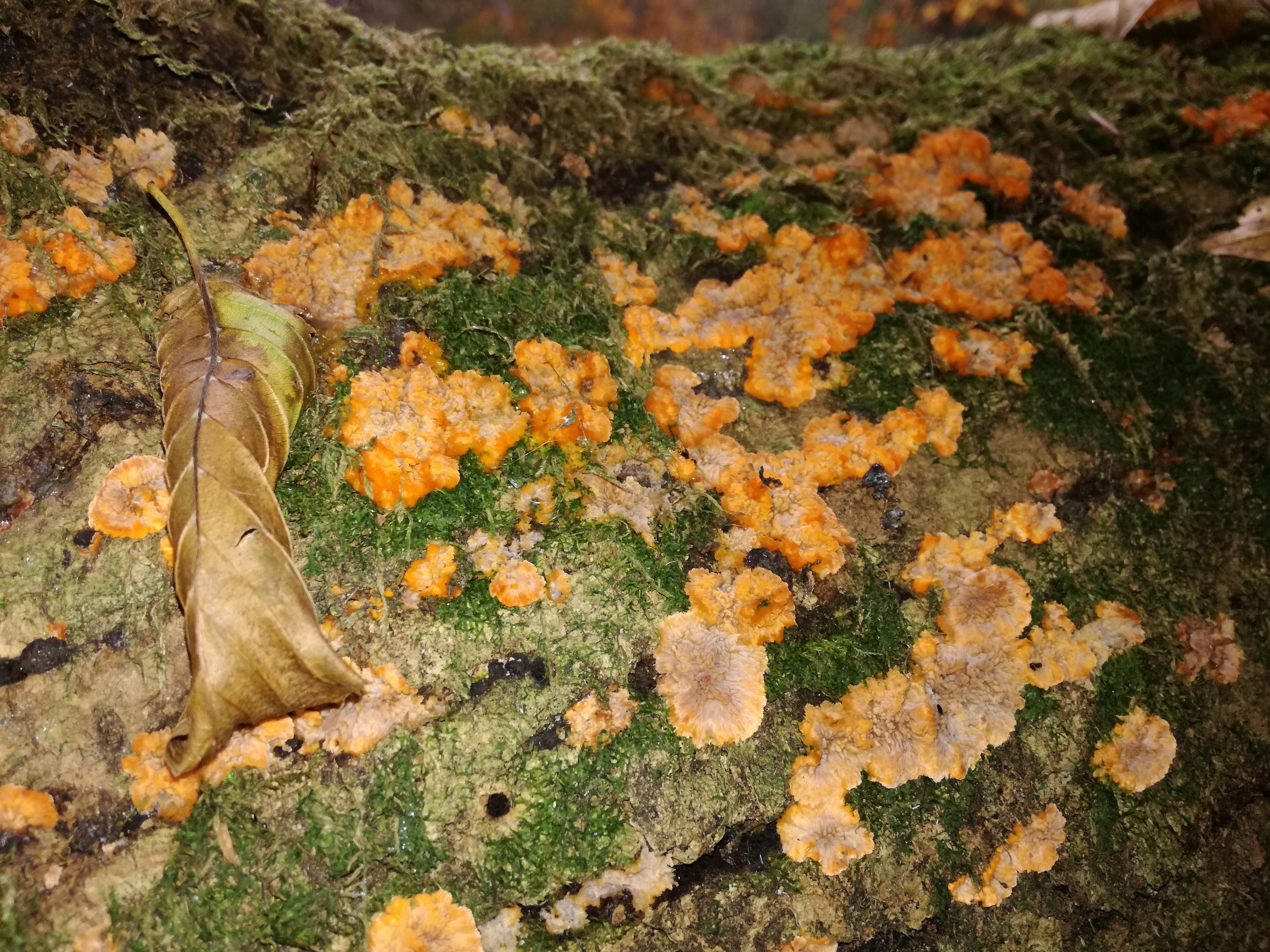 07112017184723 3304 art 1965 img 20161103 135113