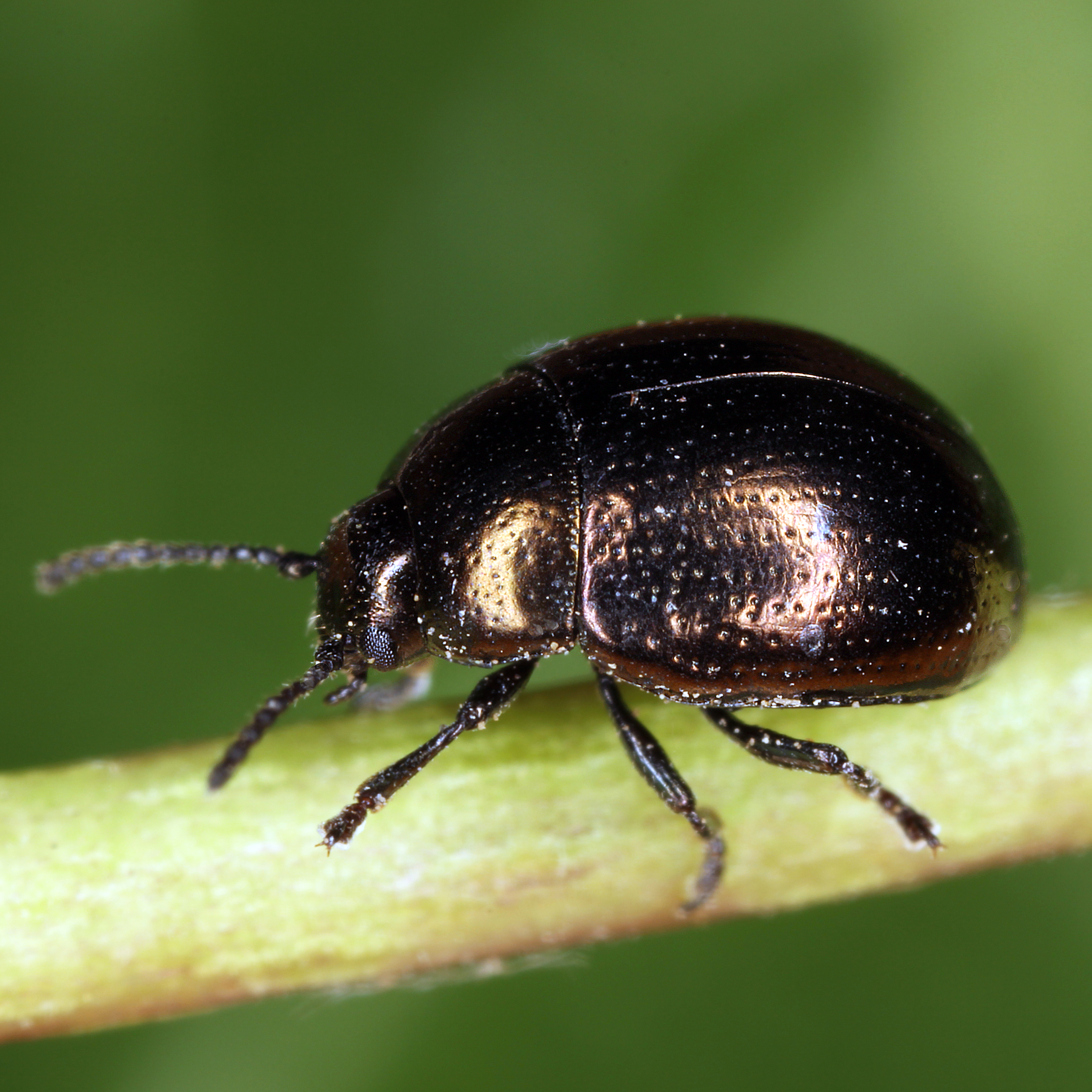 08012016212834 2771 art 1720 sclerophaedon carniolicus