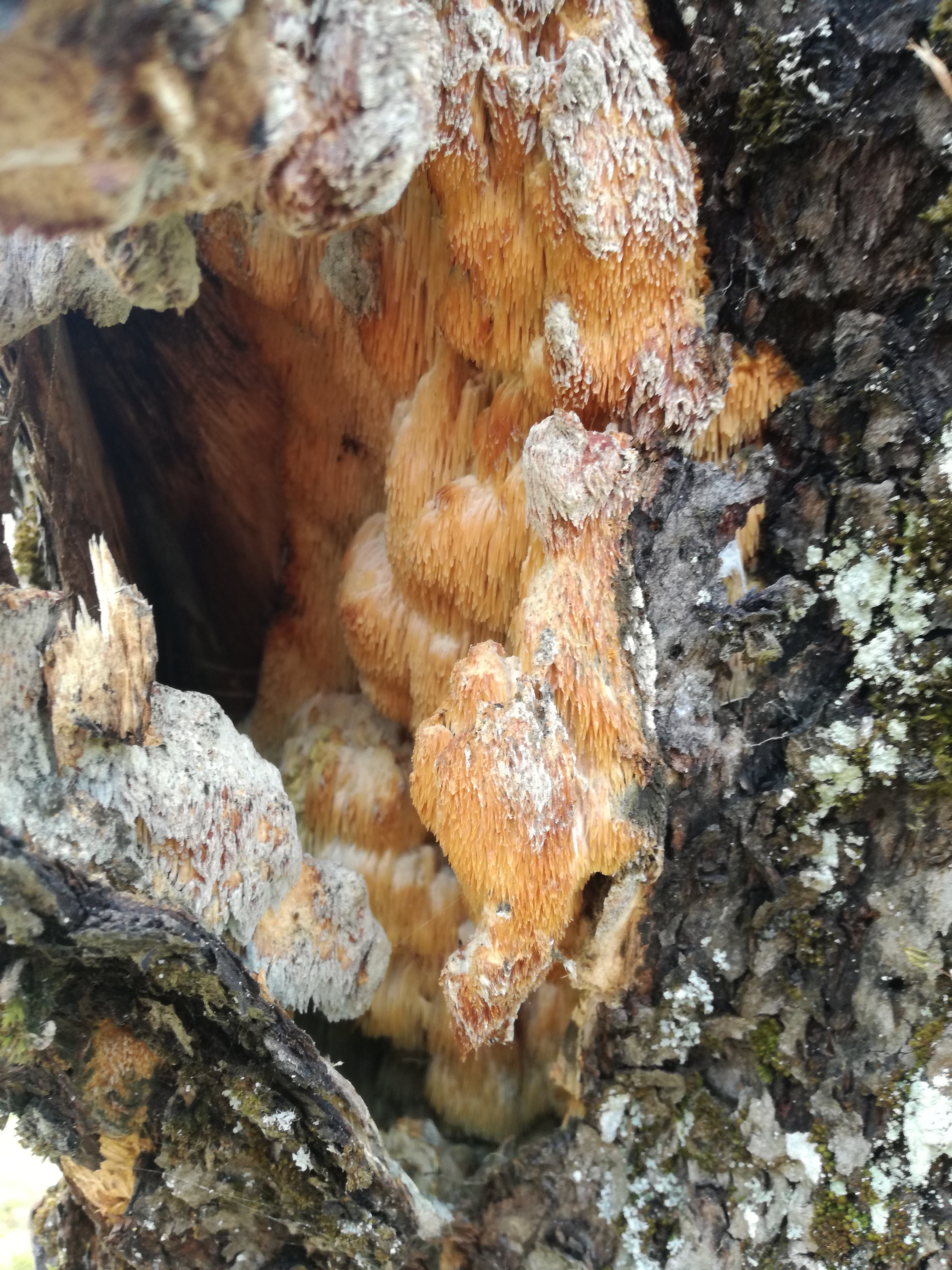 08012018193029 3372 art 1997 img 20180105 115456