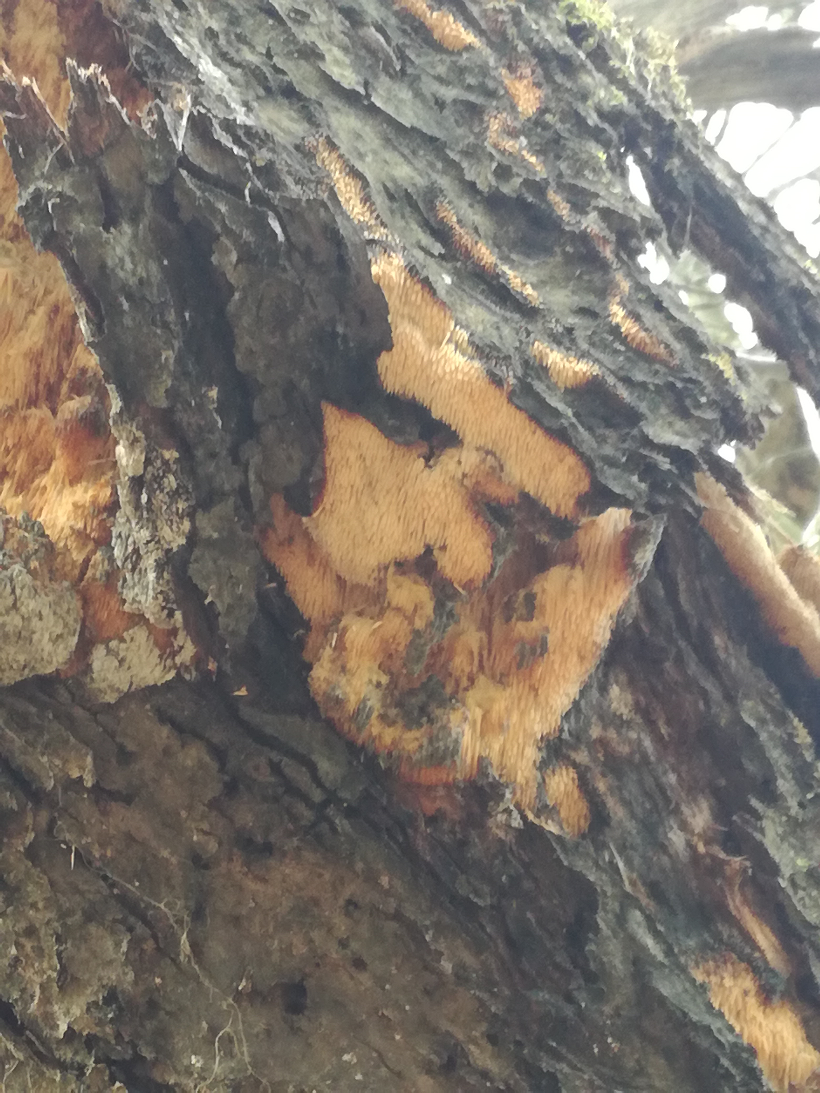 08012018193317 3374 art 1997 img 20180107 105552