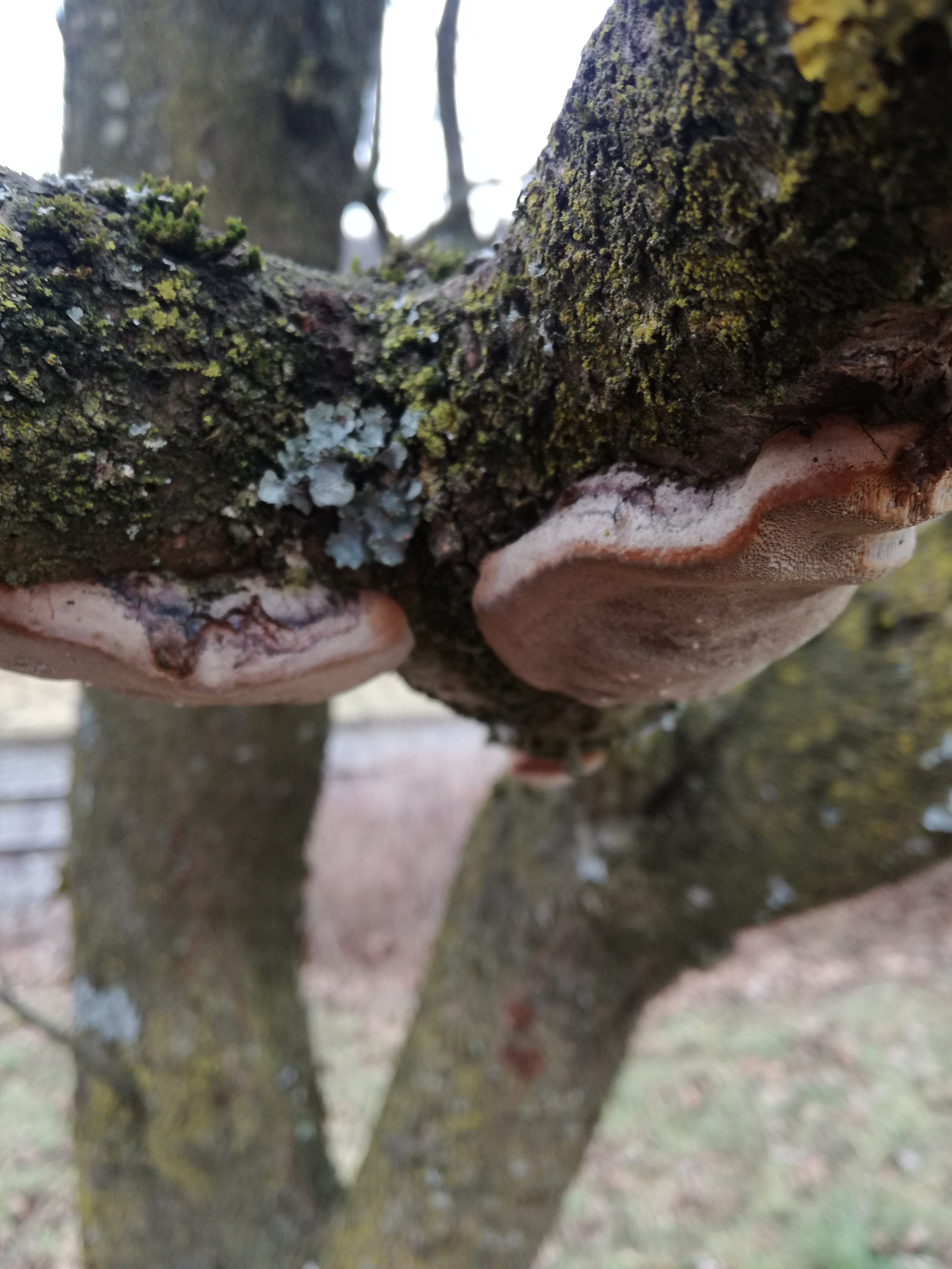 08012018195336 3375 art 1998 img 20180105 124936 2