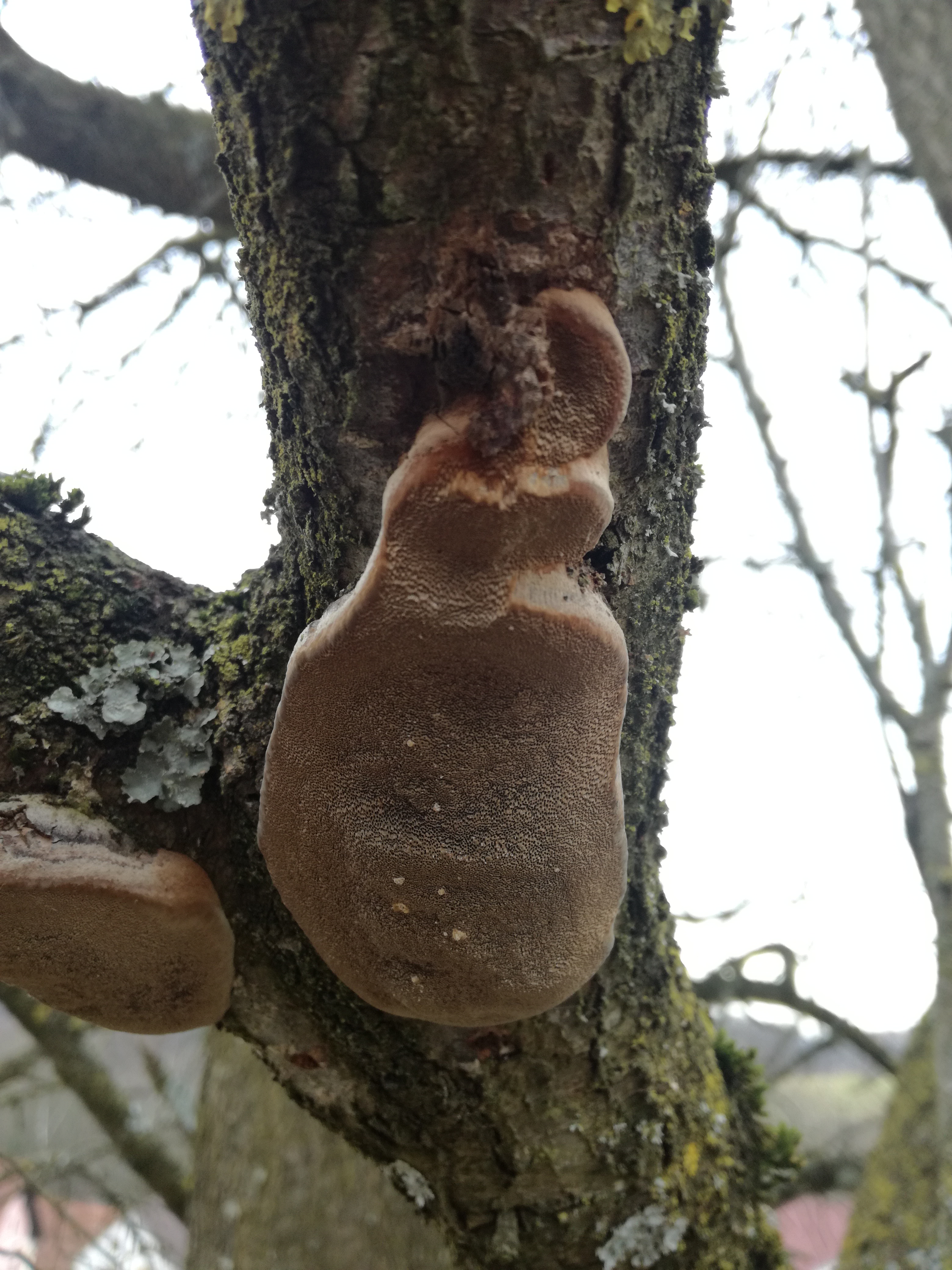 08012018195516 3376 art 1998 img 20180105 124936