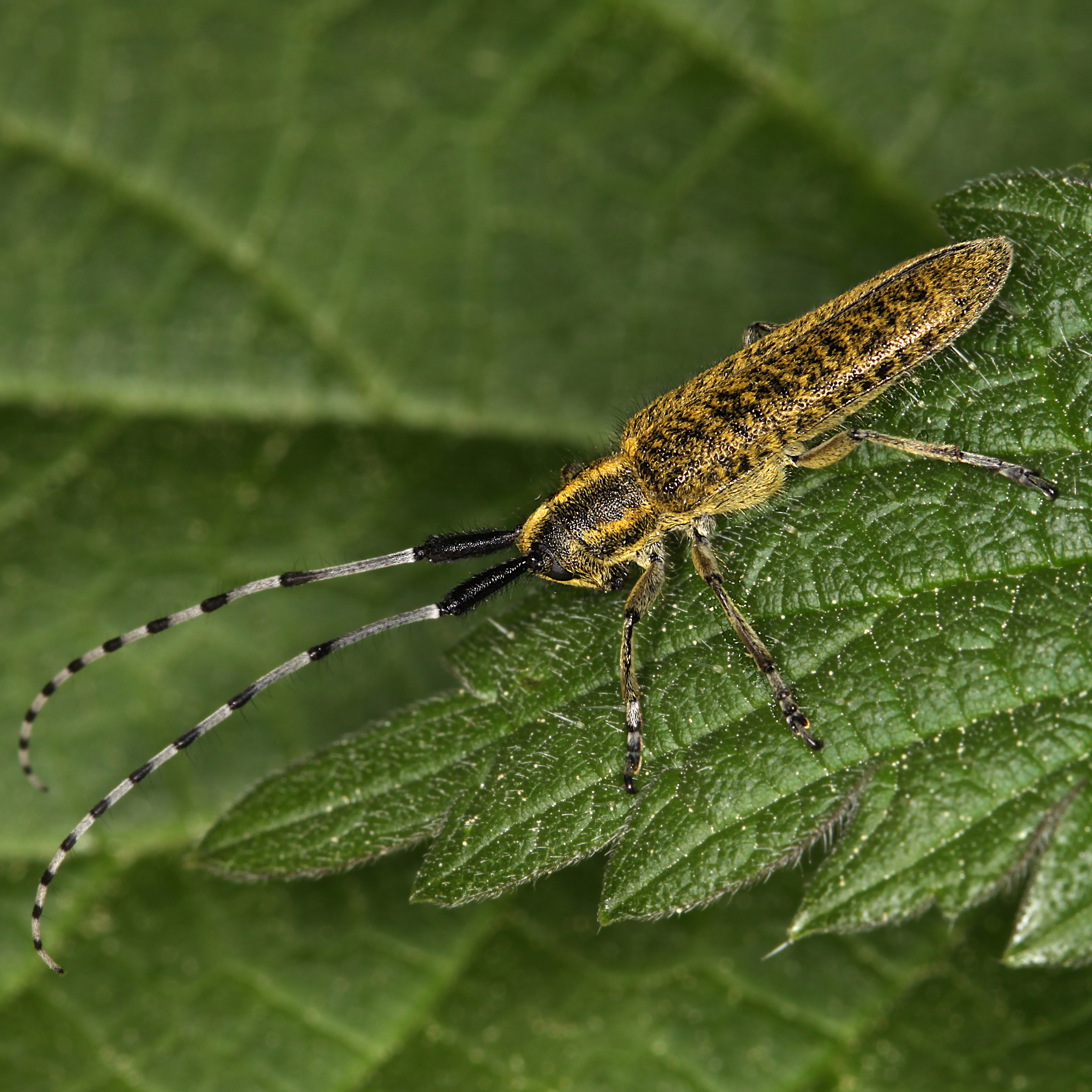 08052013100130 285 art 318 agapanthia villosoviridescens 1
