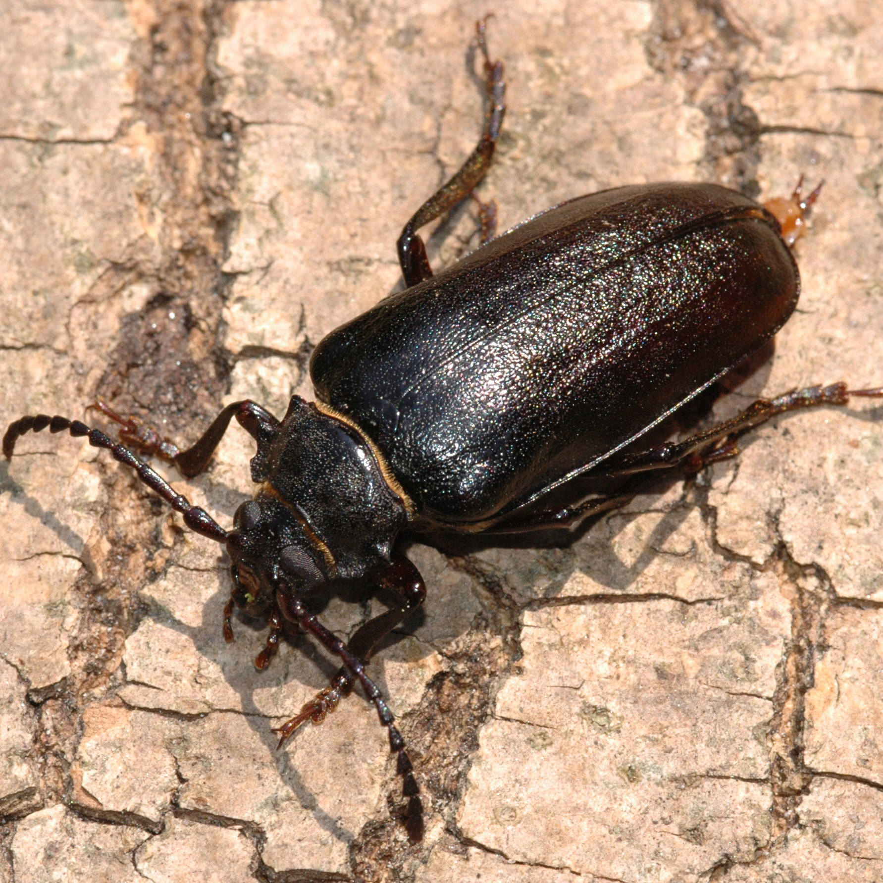 08052013102535 286 art 321 prionus coriarius 1