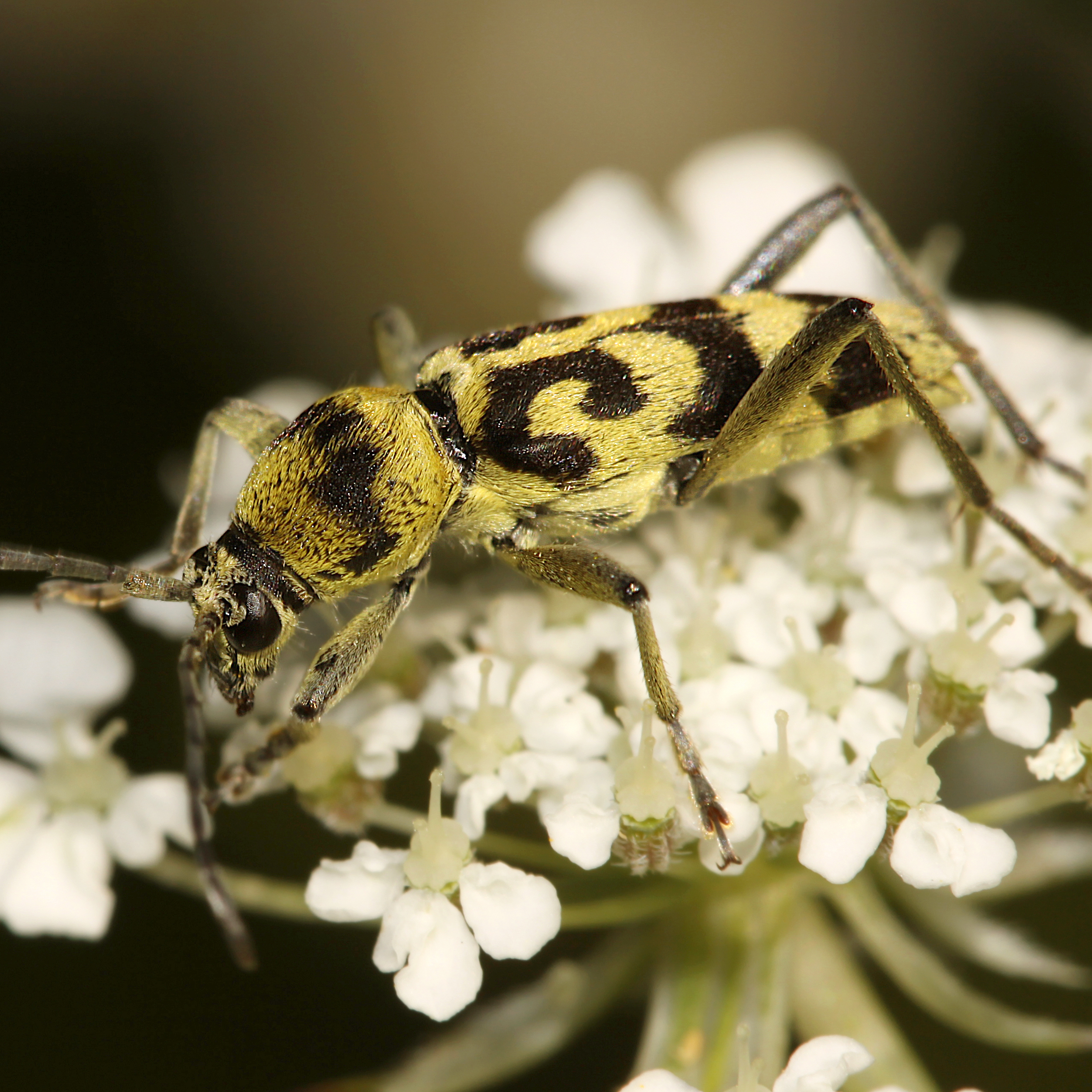 08052013105009 287 art 320 chlorophorus varius