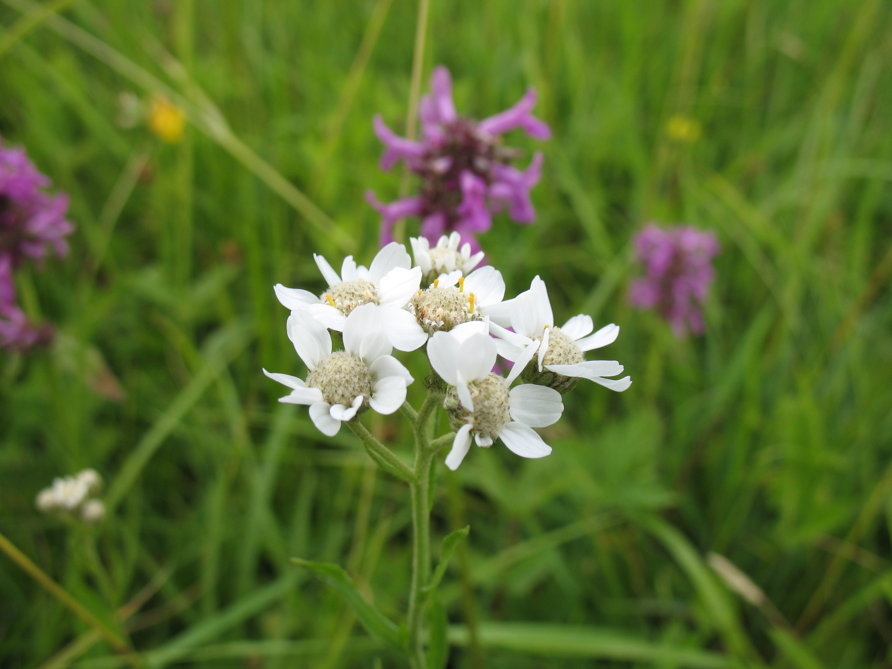 08052013113033 288 art 323 achillea ptarmica2