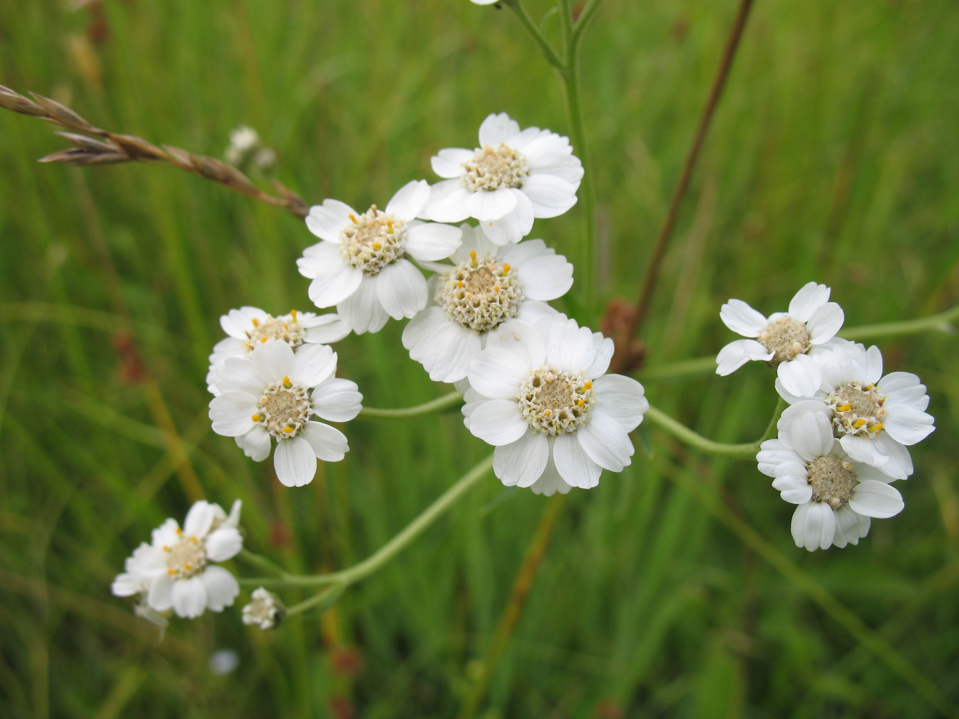 08052013113445 289 art 323 achillea ptarmica3