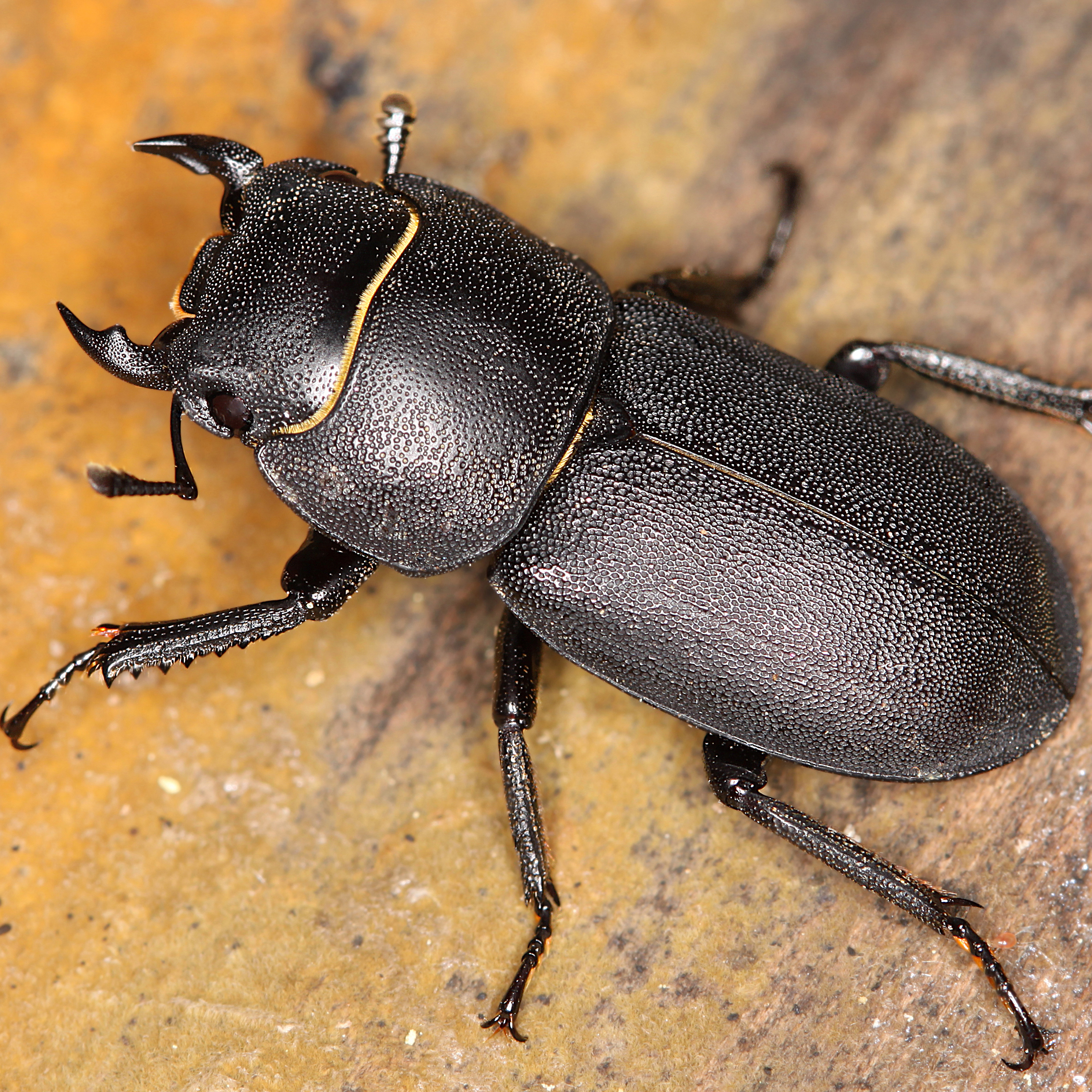 08052013120428 290 art 324 dorcus parallelipipedus 1