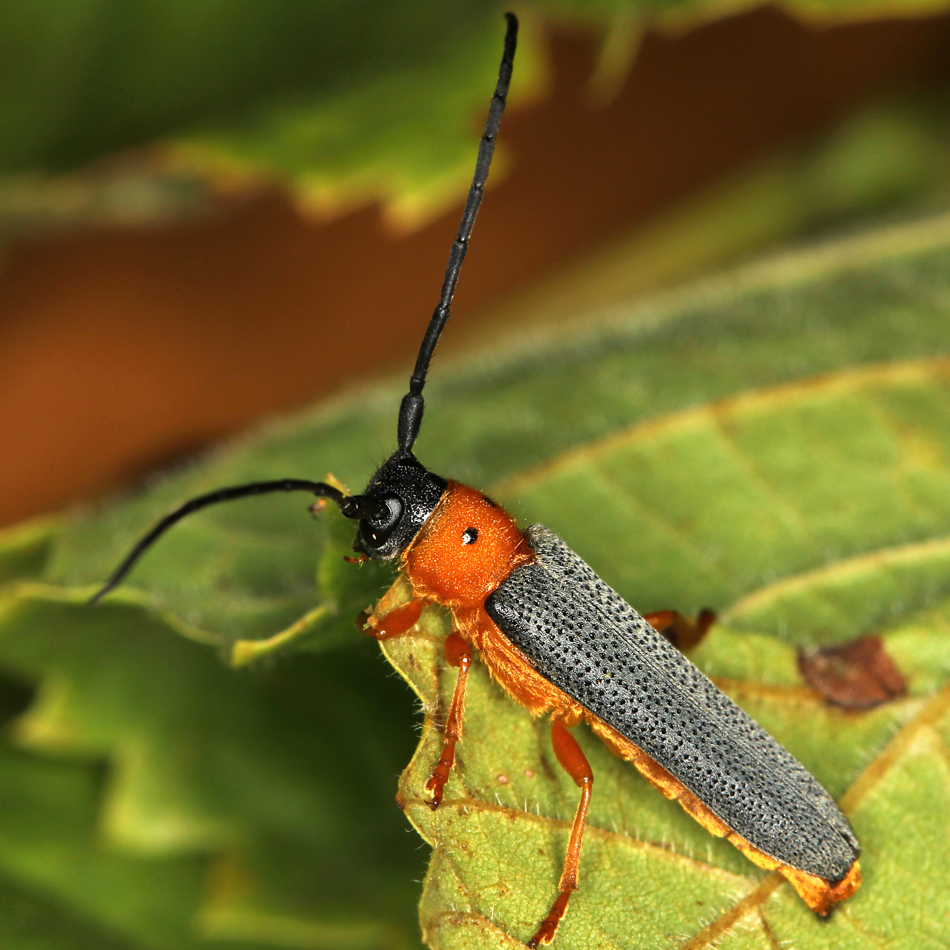 08052013122231 291 art 325 oberea oculata 7