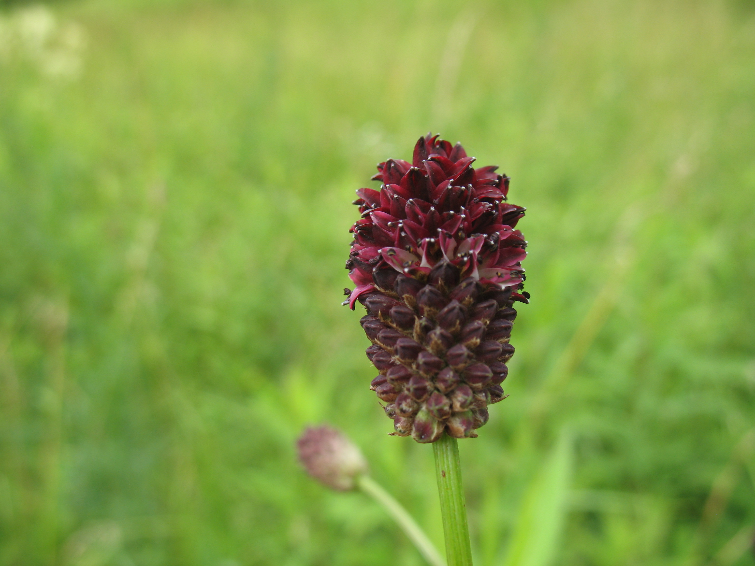 08052013171433 293 art 332 sanguisorba officinalis1