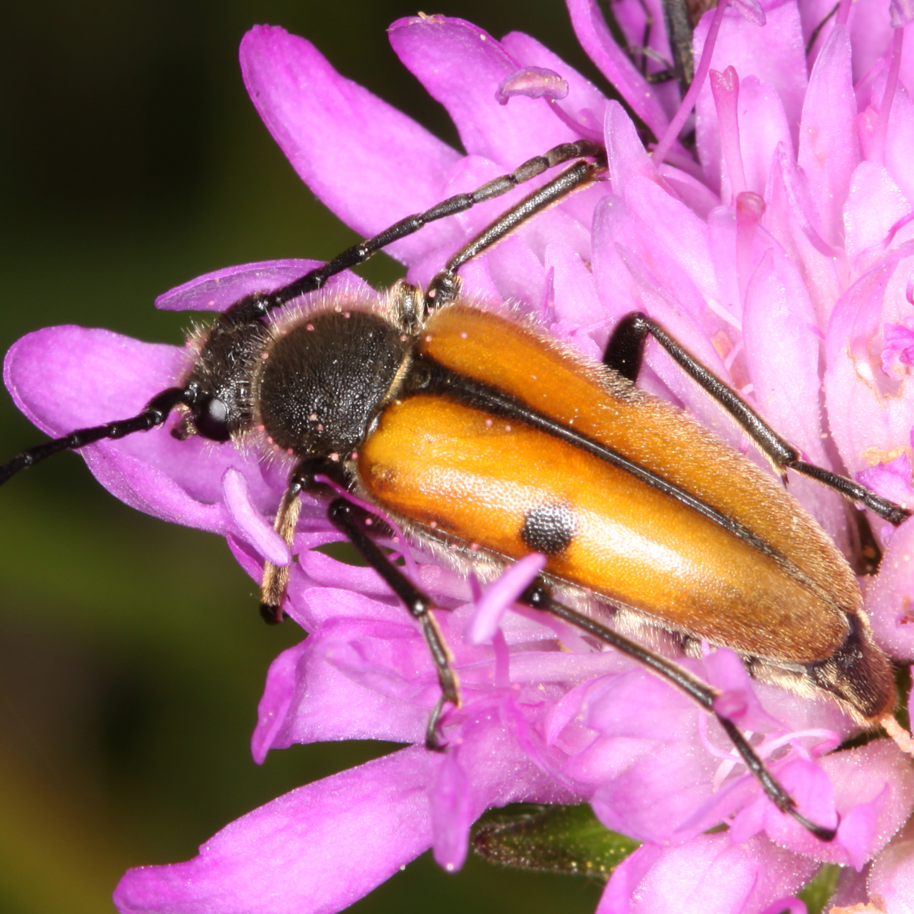 08052013173901 294 art 327 vadonia unipunctata 2