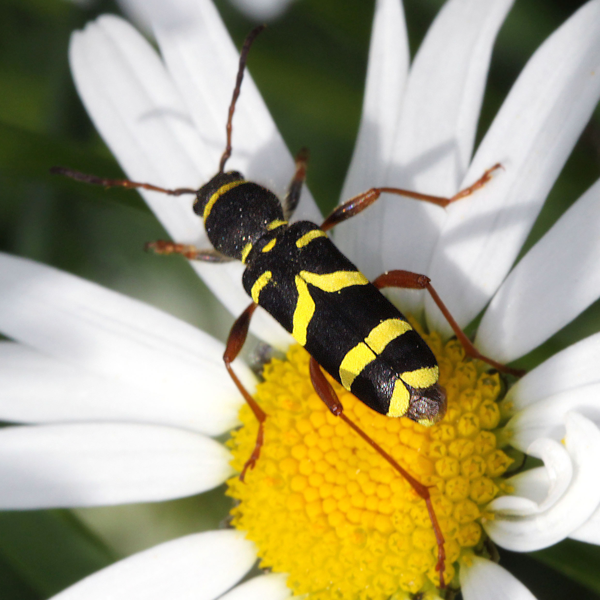 08052013180944 296 art 334 clytus arietis