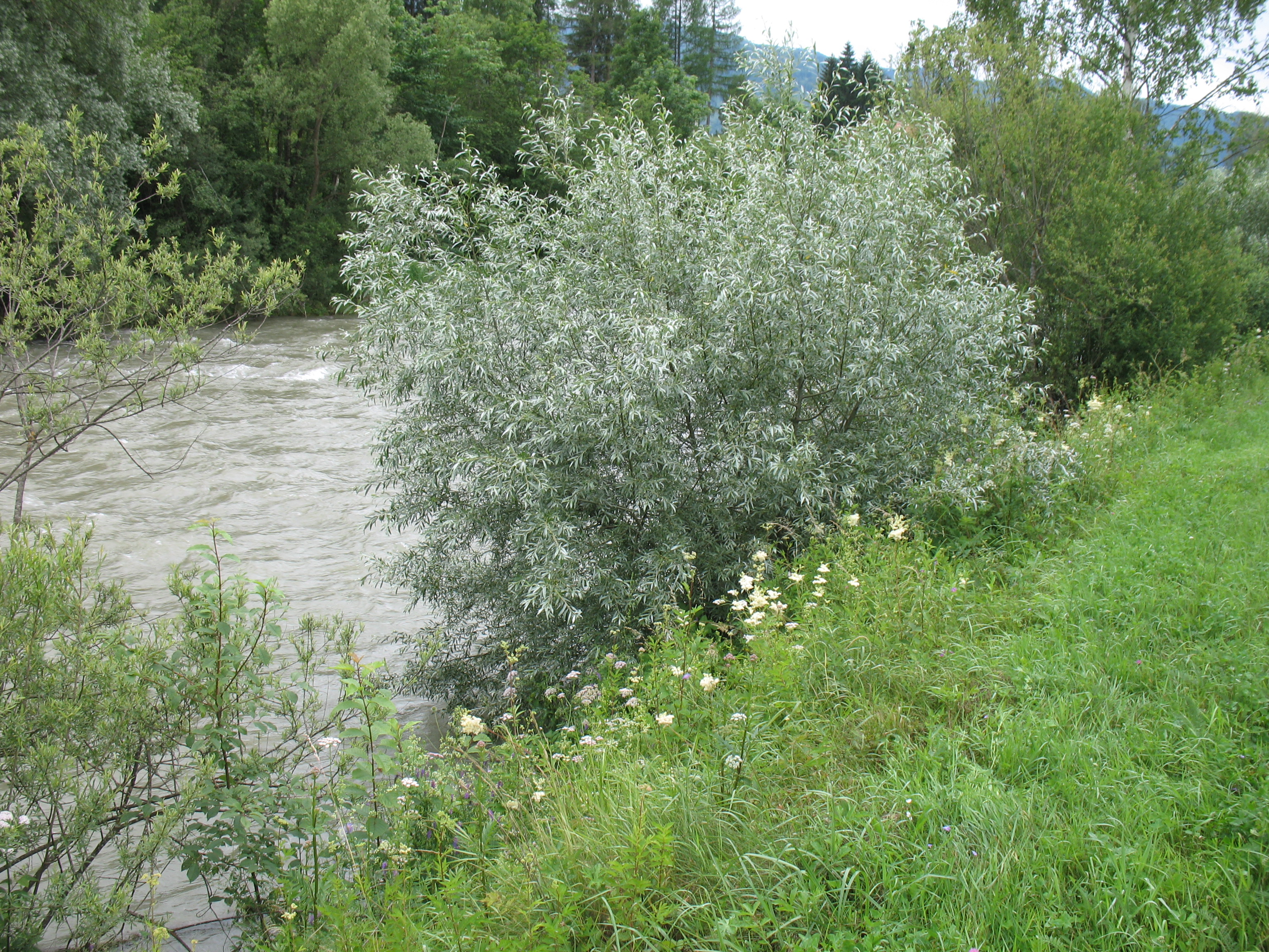 08052013185327 297 art 267 salix alba