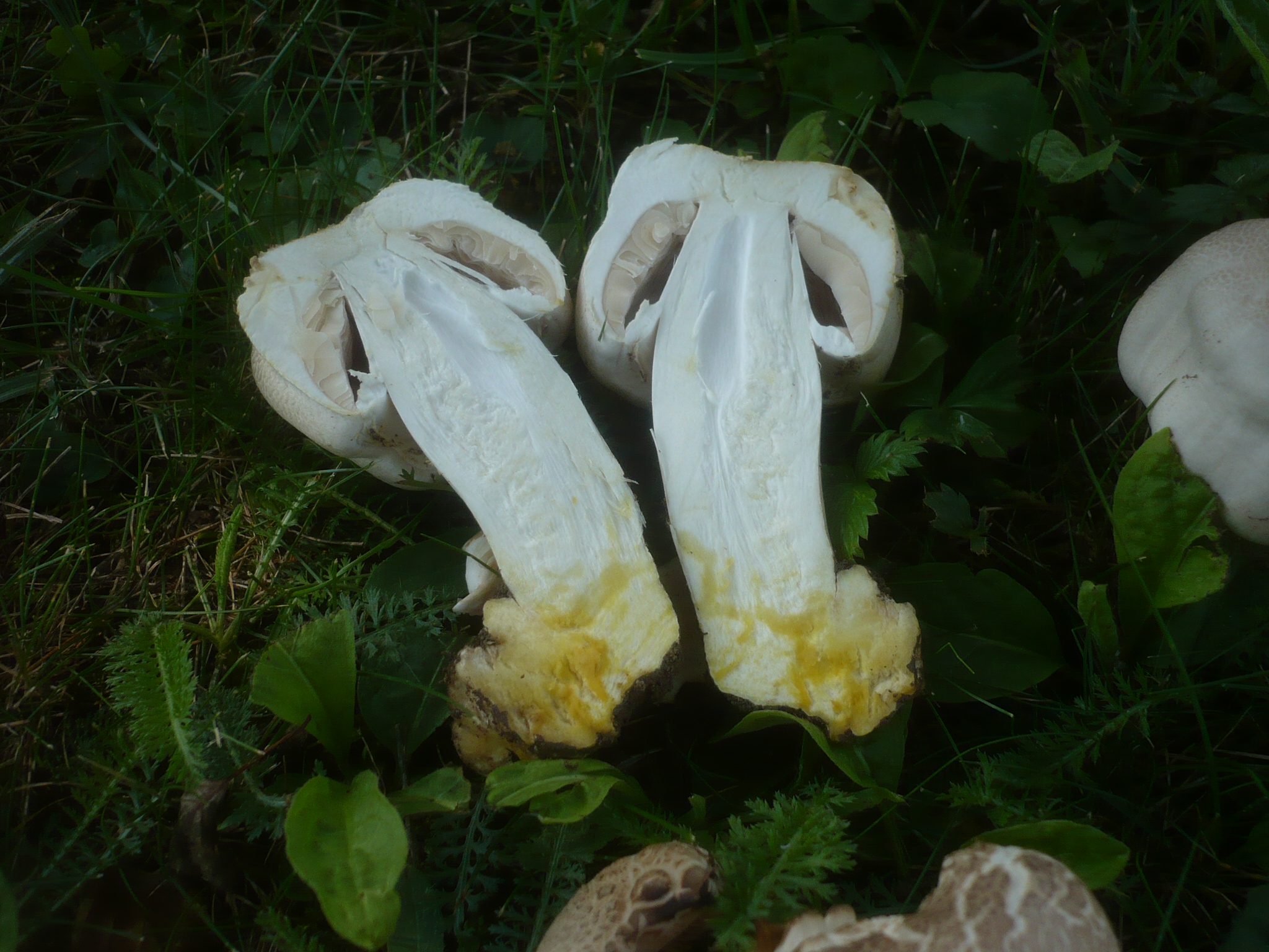 08052018141600 3560 art 2133 agaricus xanthoderma6.kaisersdorf.ortsgebiet