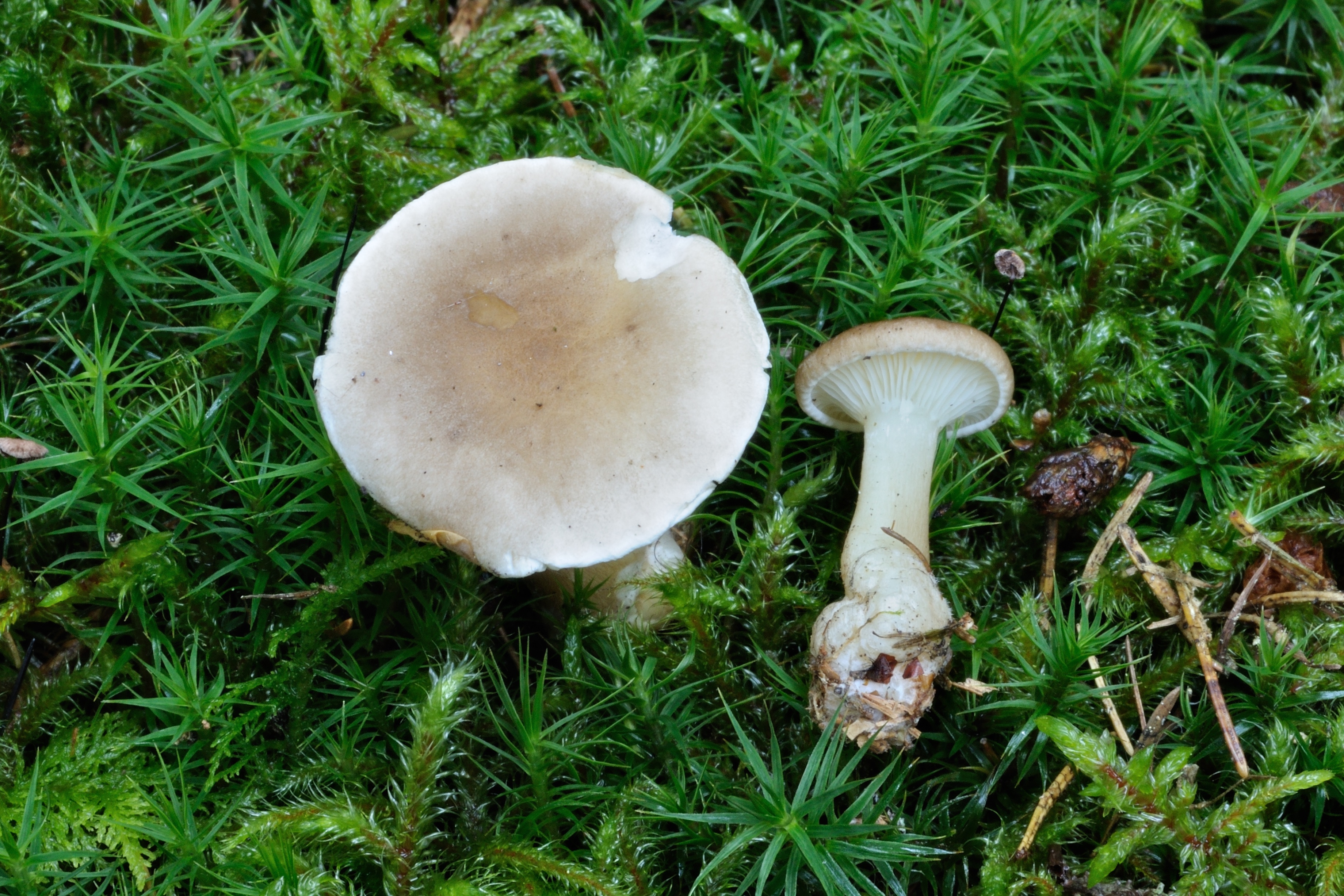 08052018193115 3561 art 2134 2011 10 15 reinischkogel 018