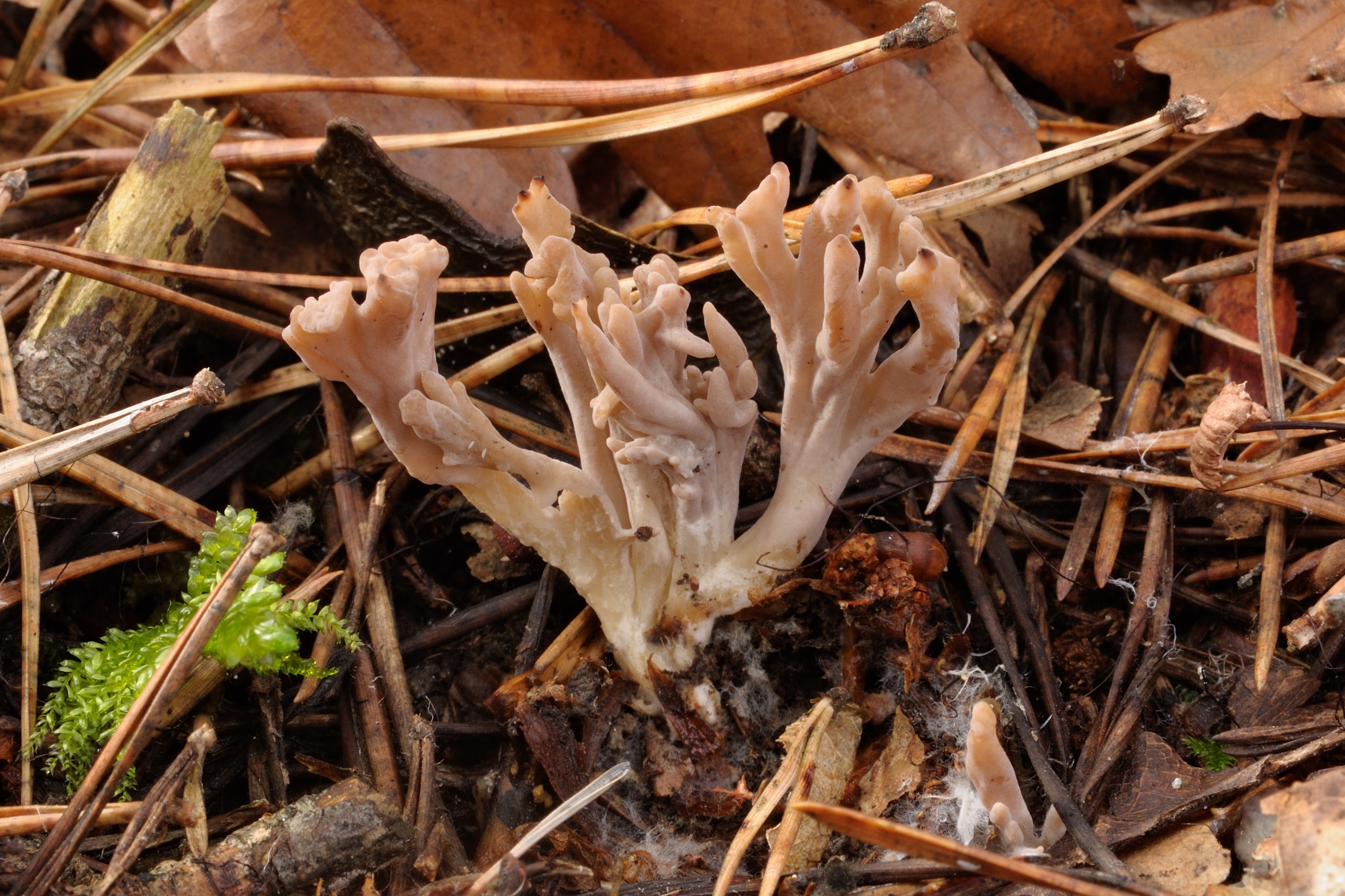 08052018194549 3562 art 2135 clavulina cinerea graue koralle