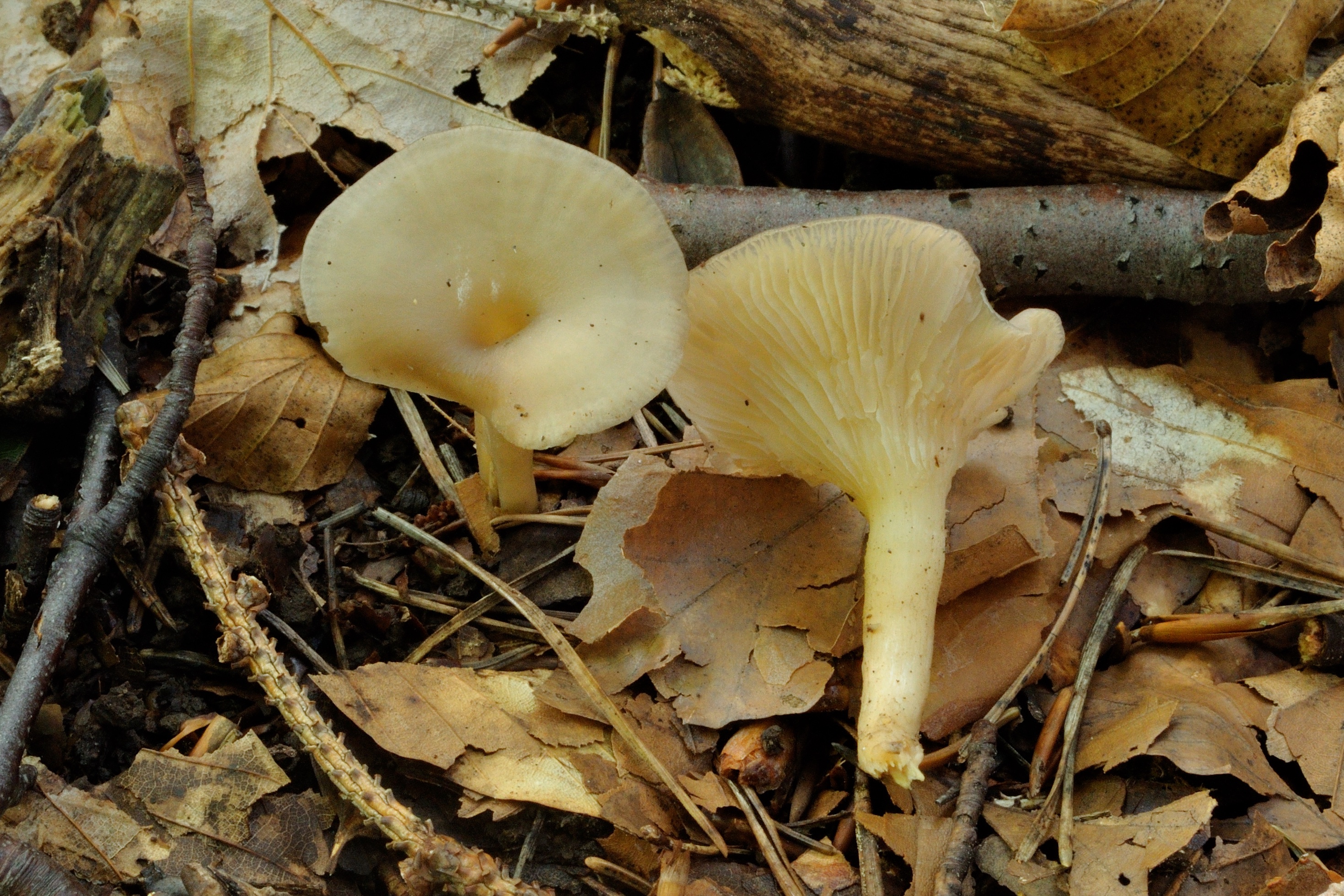 08052018195342 3563 art 2136 clitocybe phaeophthalma ranziger trichterling 1