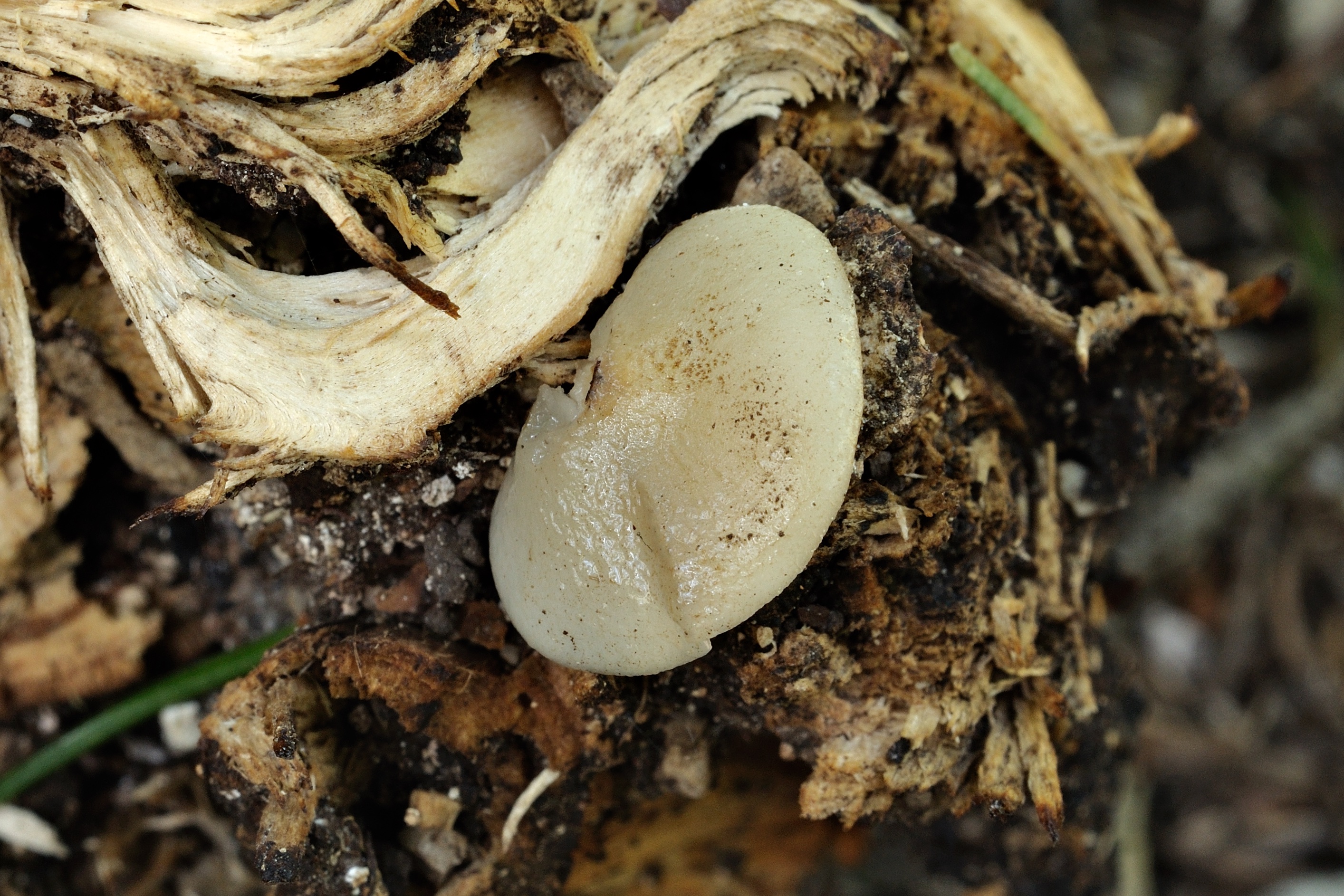 08052018201523 3564 art 2137 2009 06 13 leopoldsteinersee 103