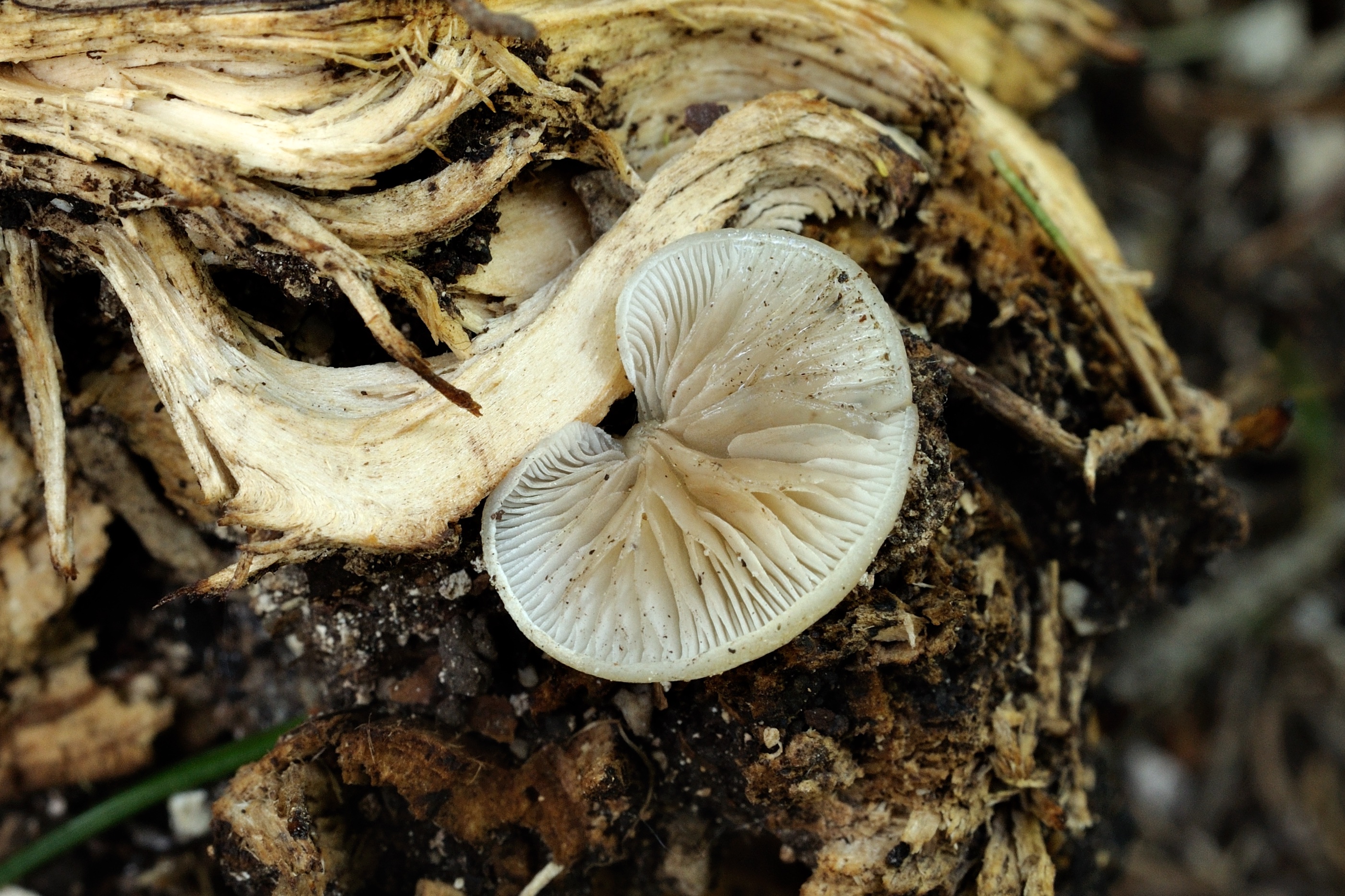 08052018201551 3565 art 2137 2009 06 13 leopoldsteinersee 104