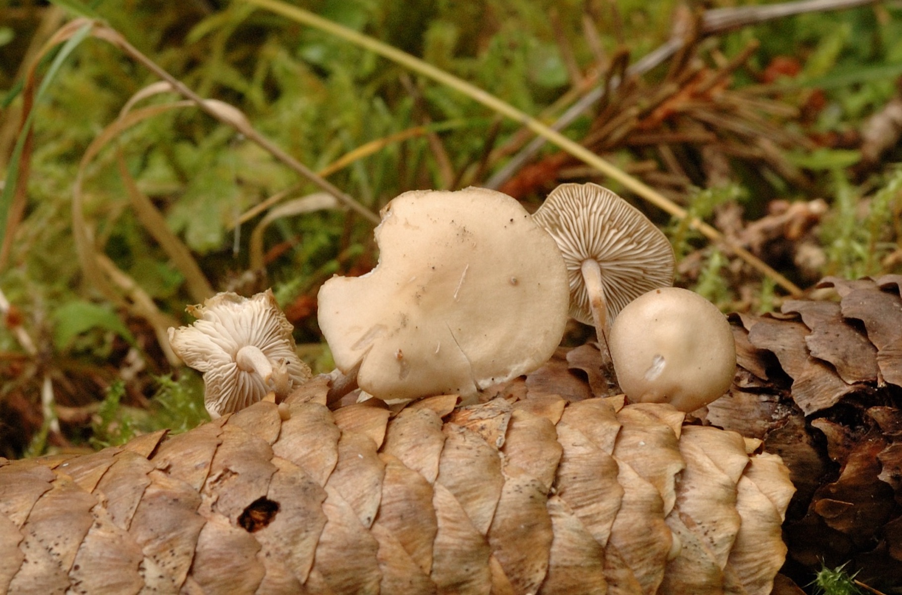 08052018202510 3566 art 2138 dsc 0141