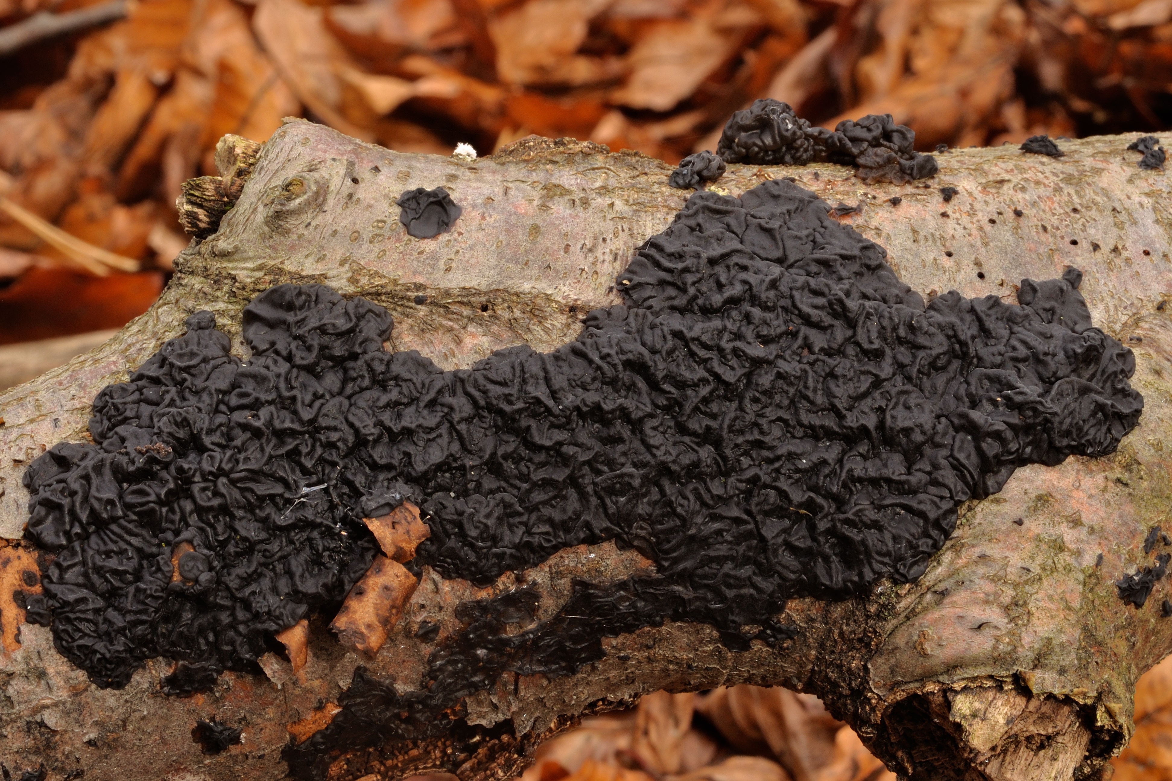 08052018203320 3567 art 2139 exidia plana warziger drusling