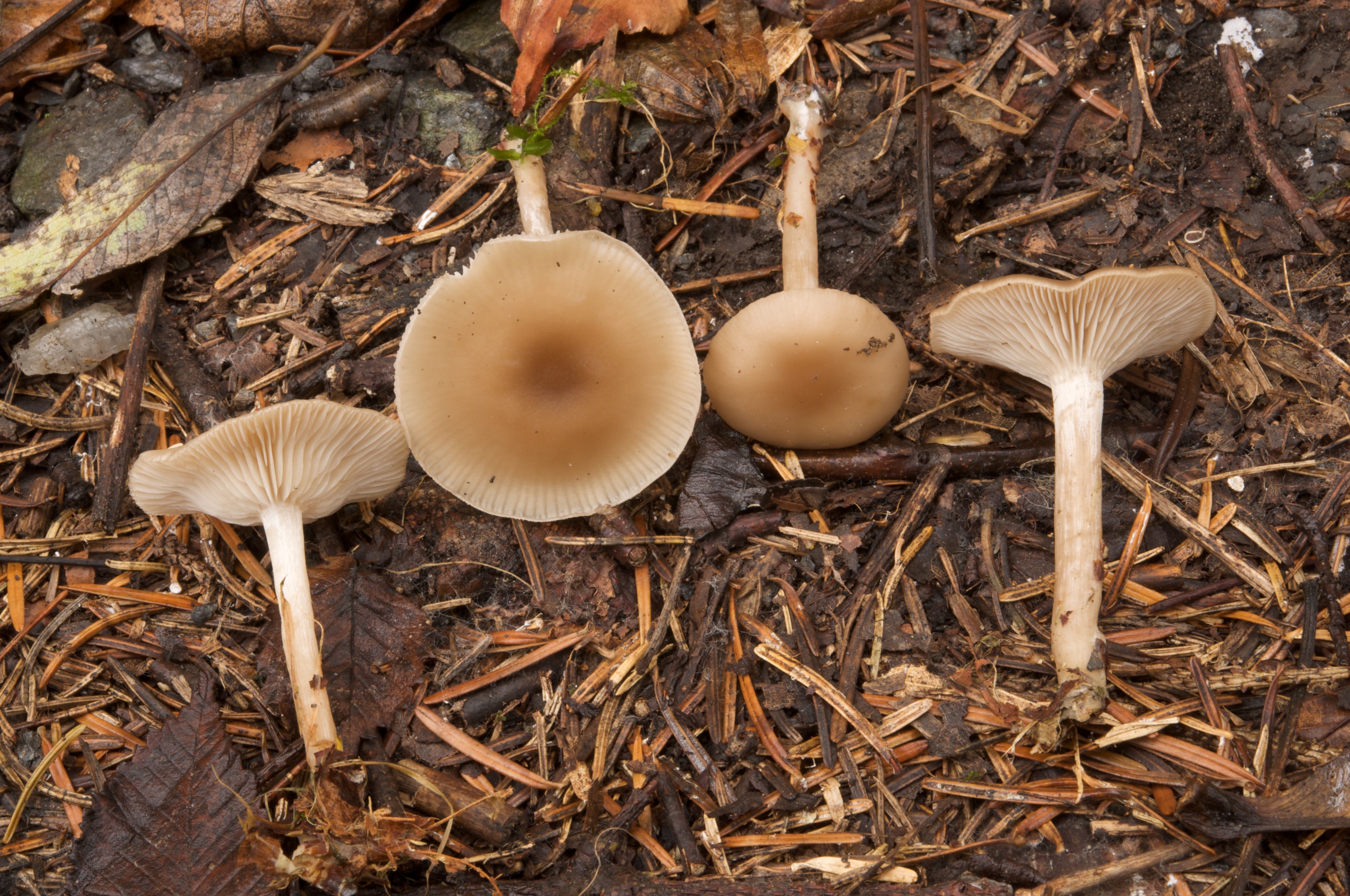 08052018204450 3568 art 2140 gak 2009 11 02 allerheiligen vs gak 1200