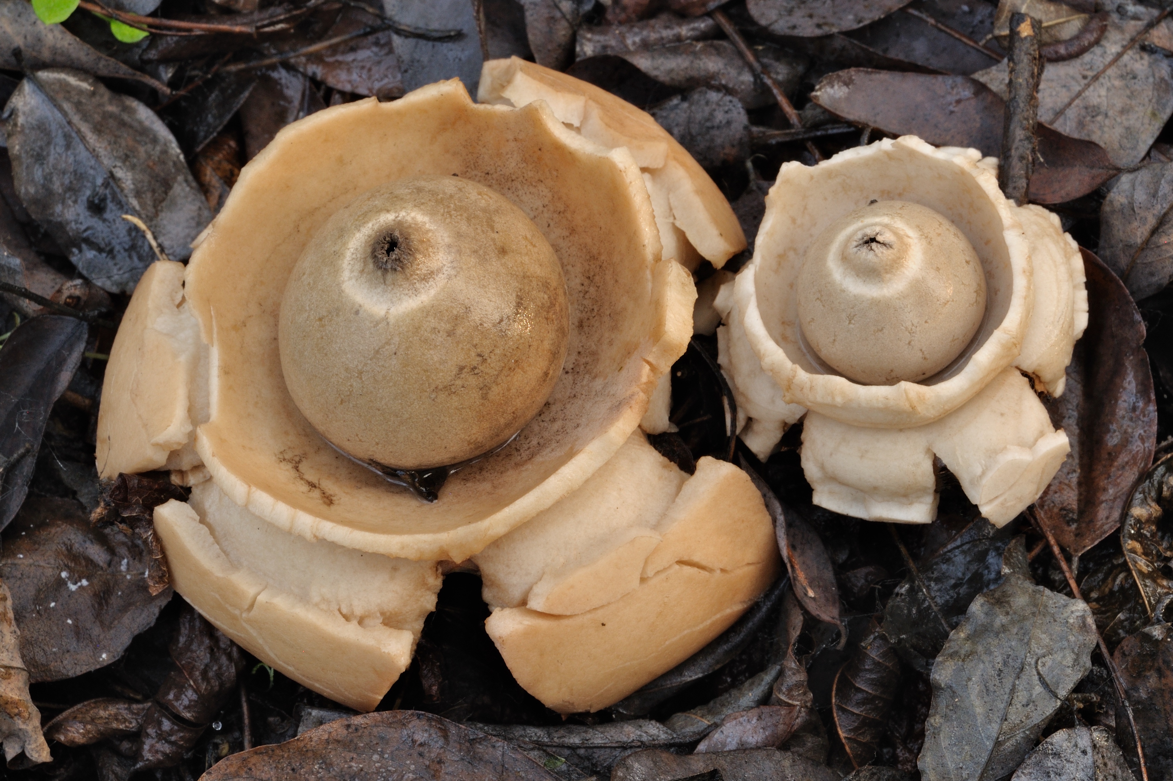 08052018211501 3570 art 2142 2013 11 16 siegendorfer puszta 030