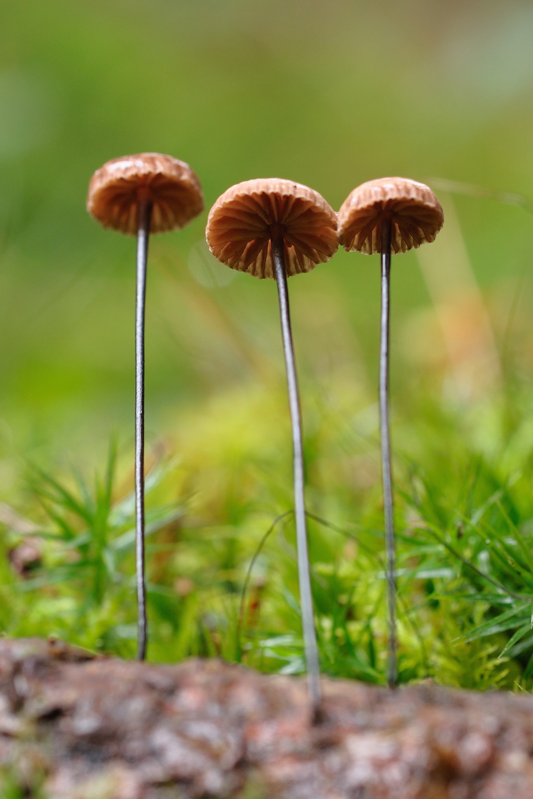 08052018212903 3571 art 2143 2009 11 16 illmitz 025 1